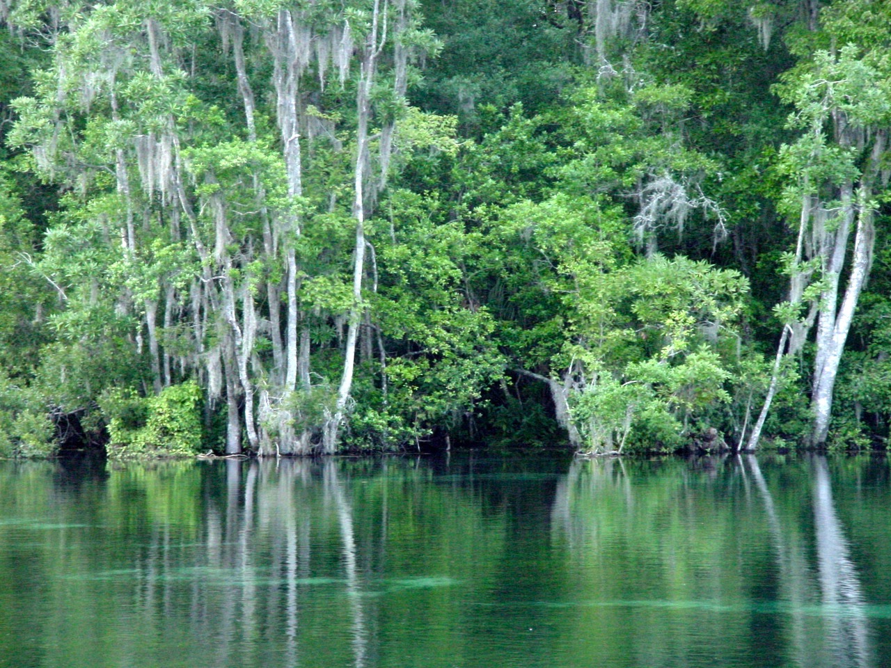 Rainbow River.jpg