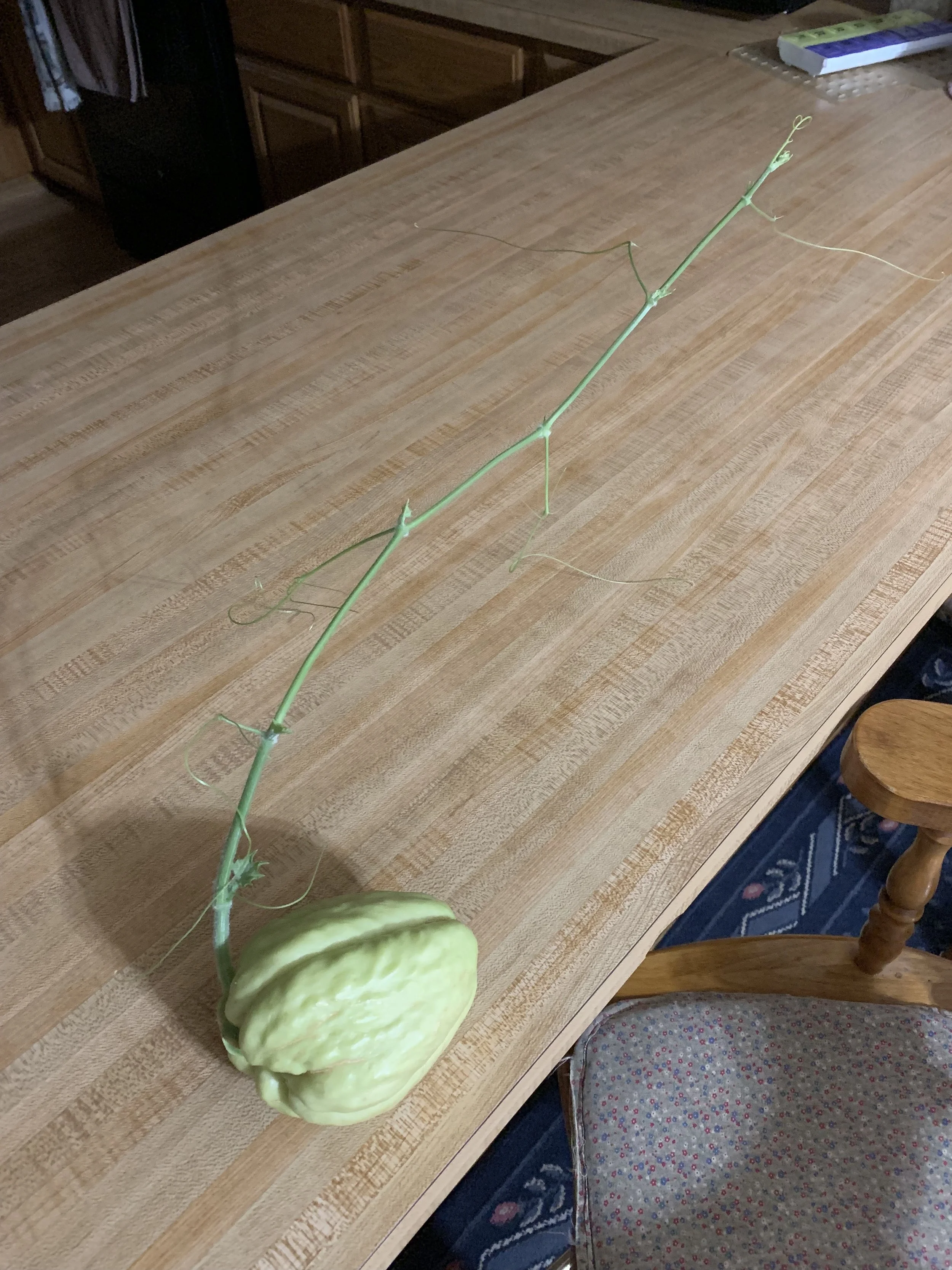 Chayote.jpg