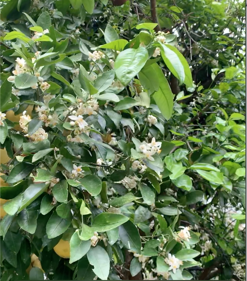 Just a tiny bit of the whole tree.
