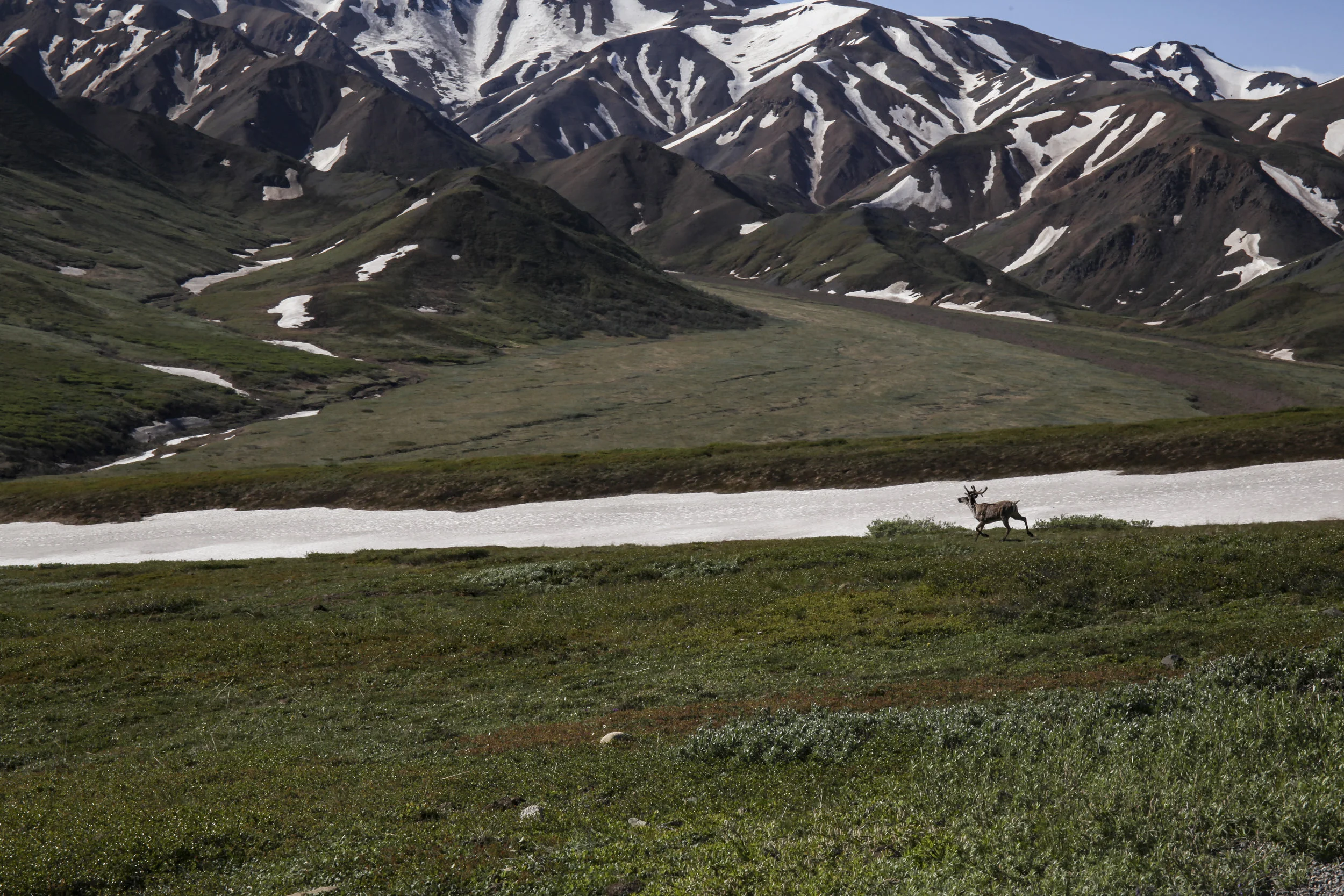 IMG_6294_FINALDenali04.JPG