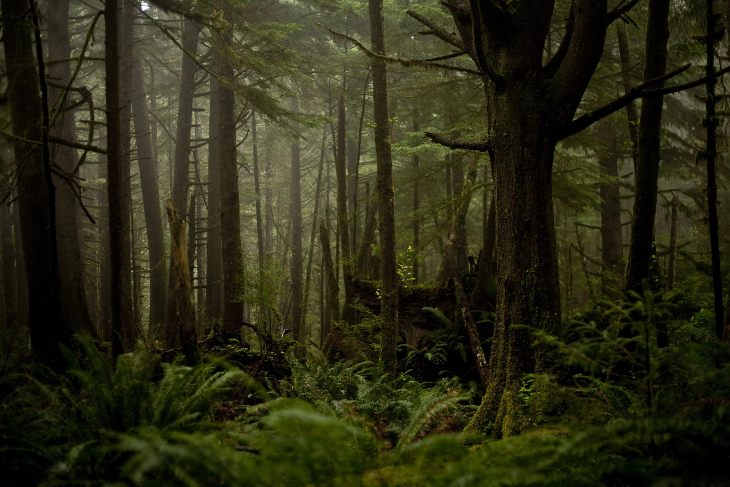  Coastal Oregon II. 2011.  
