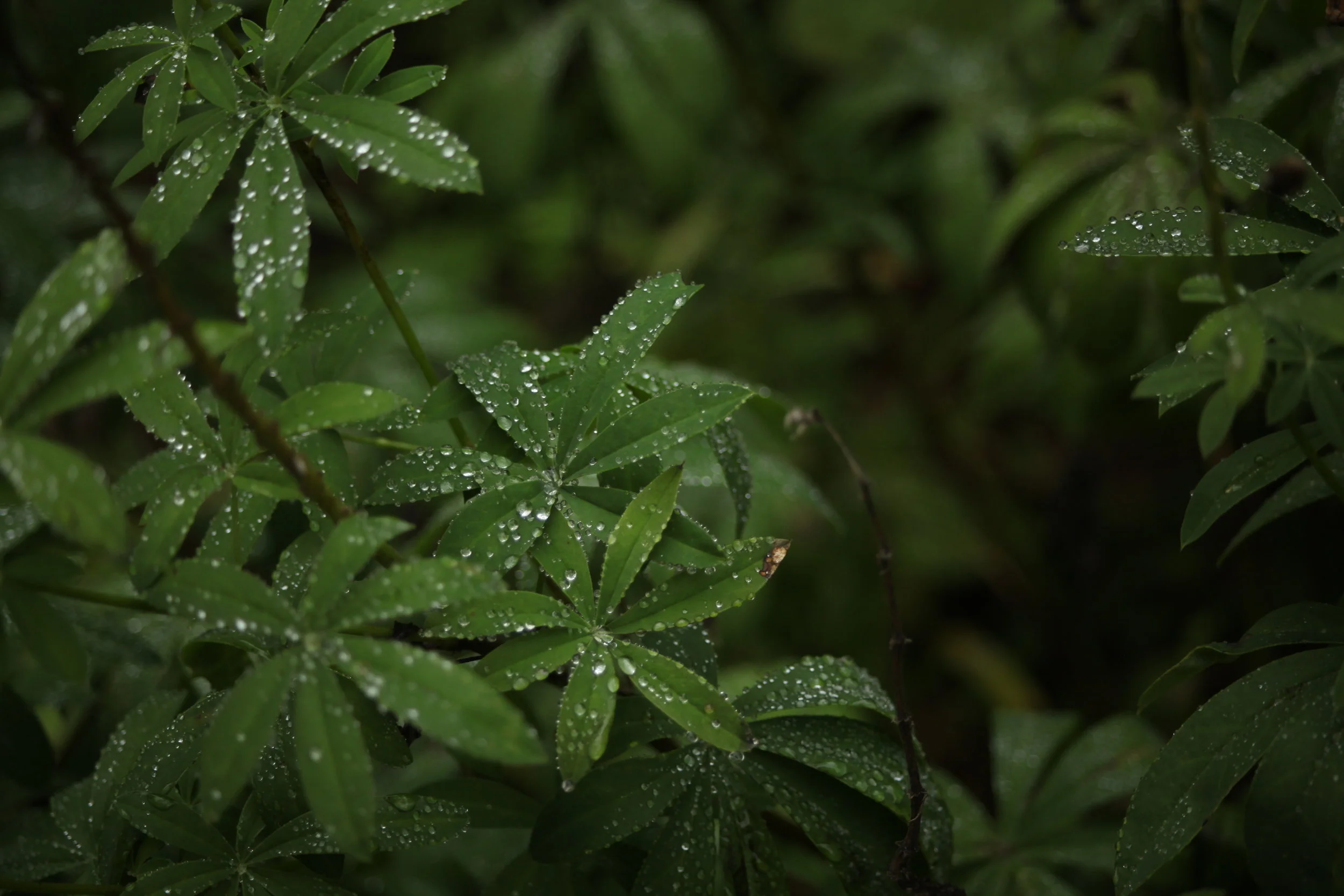  Bull Run Droplets. Oregon. 2011.  