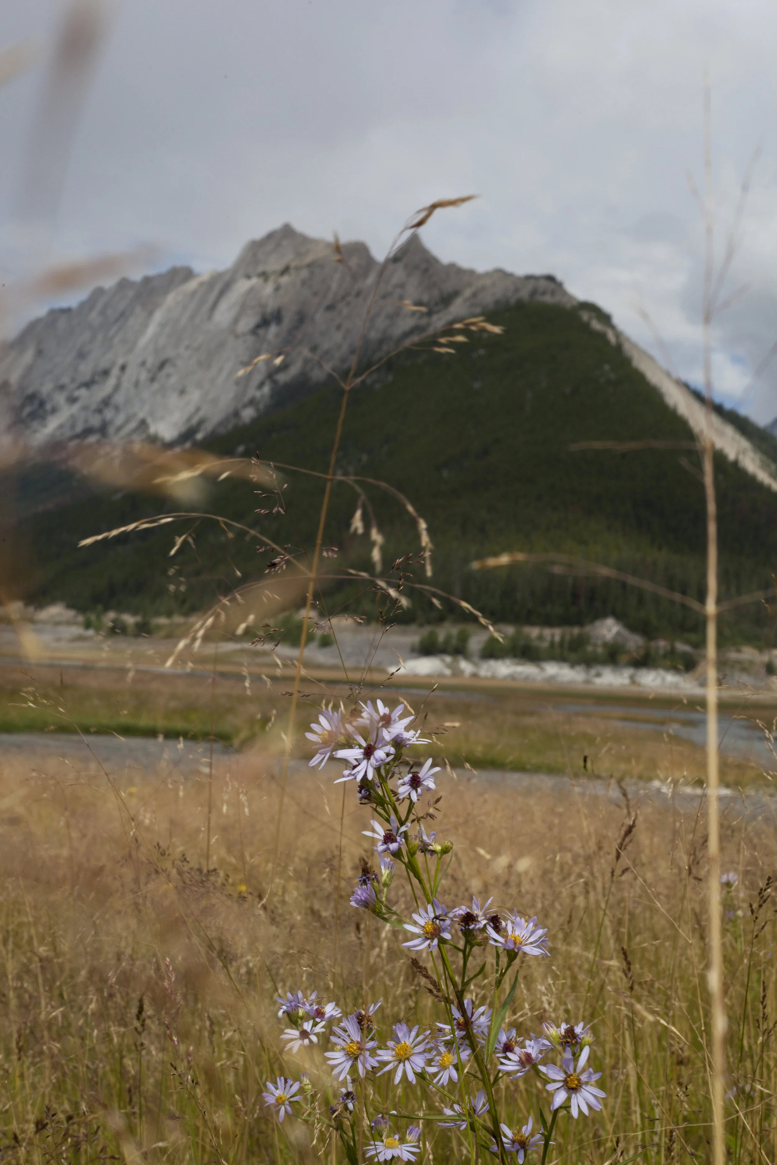  Jasper VI. Jasper, Canada. 2016. 