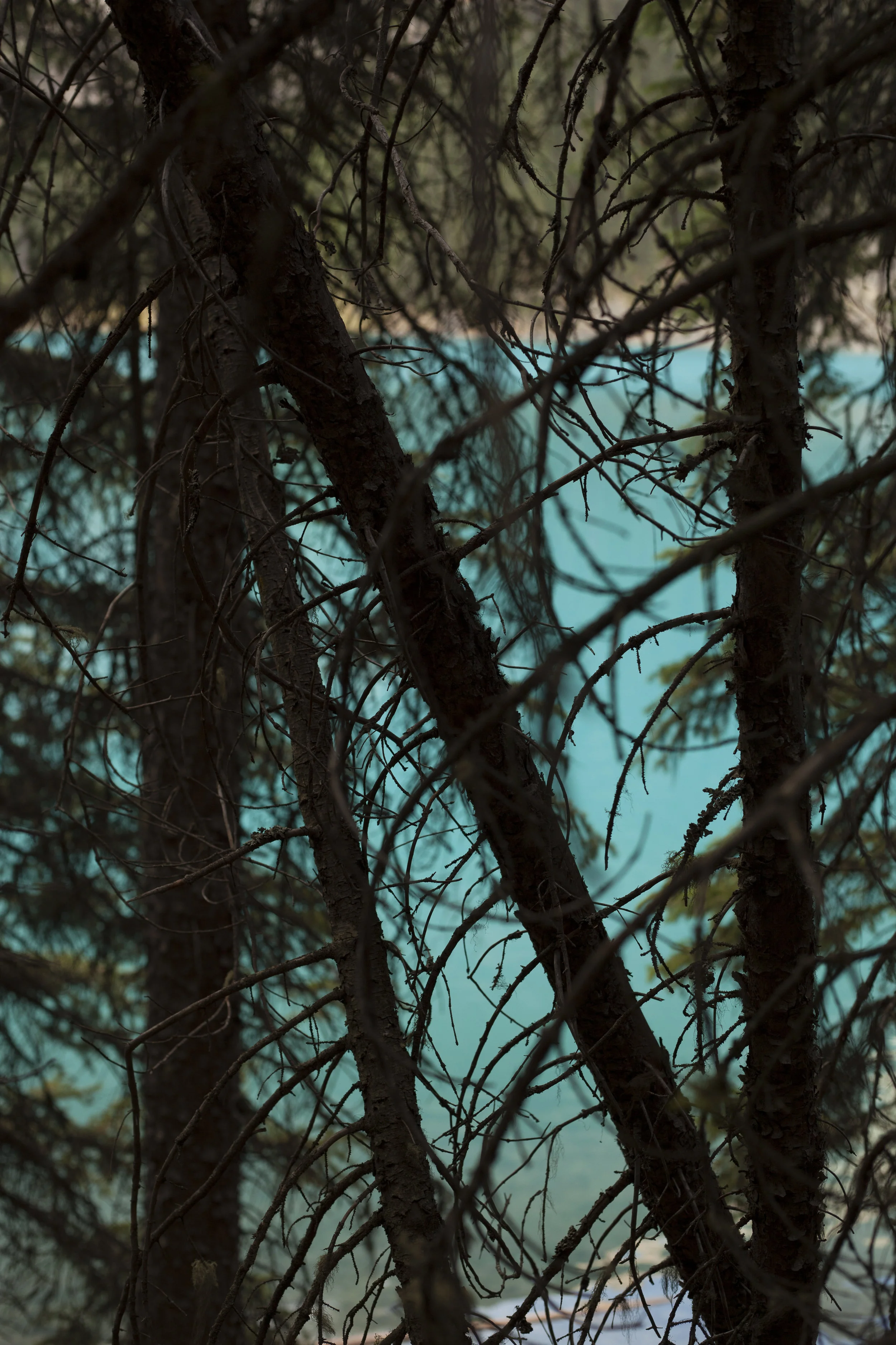  Trees. Lake Moraine, Banff, Canada. 2016. 