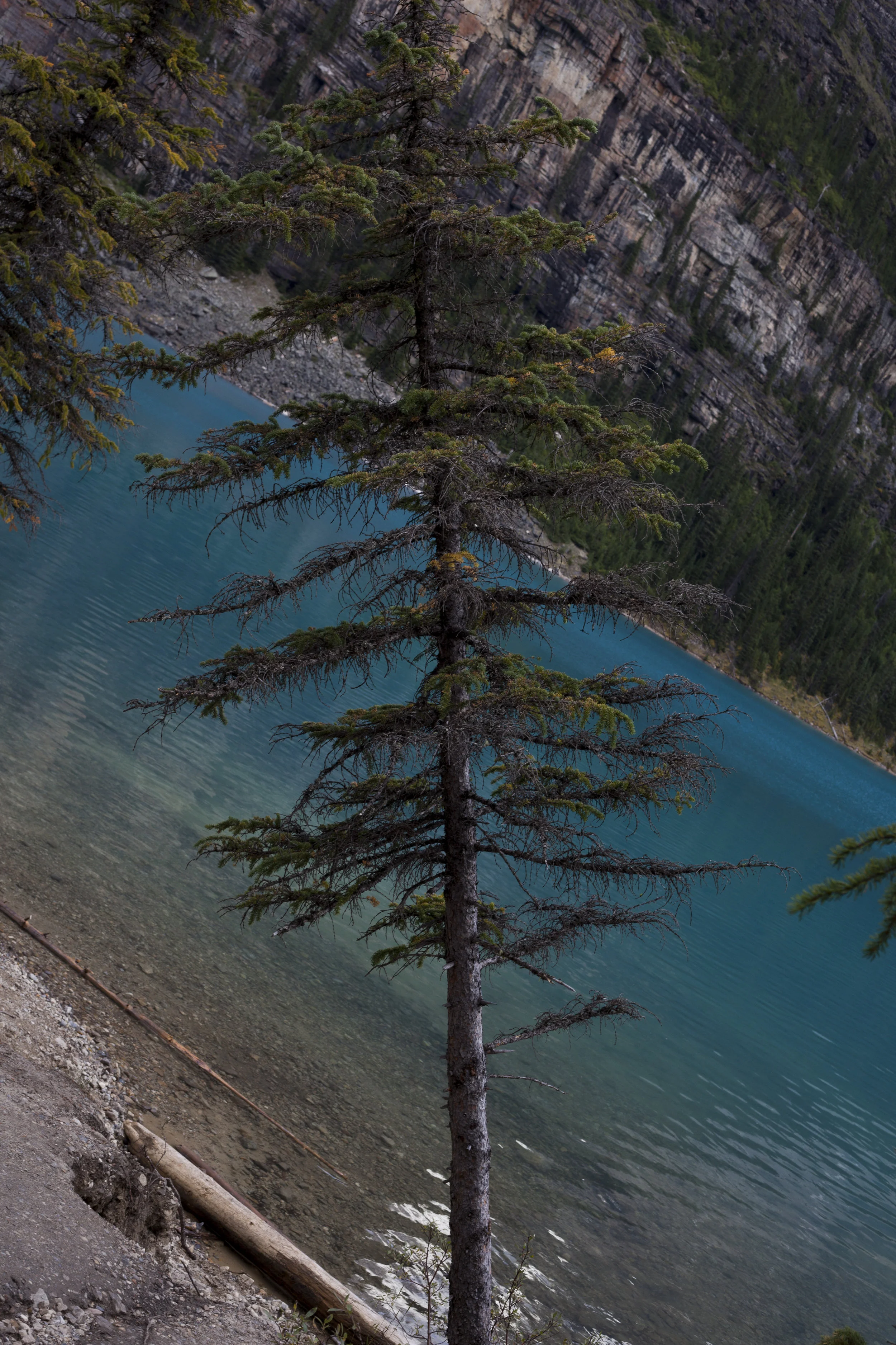  Favorite Tree.  Lake Moraine, Banff, Canada. 2016. 