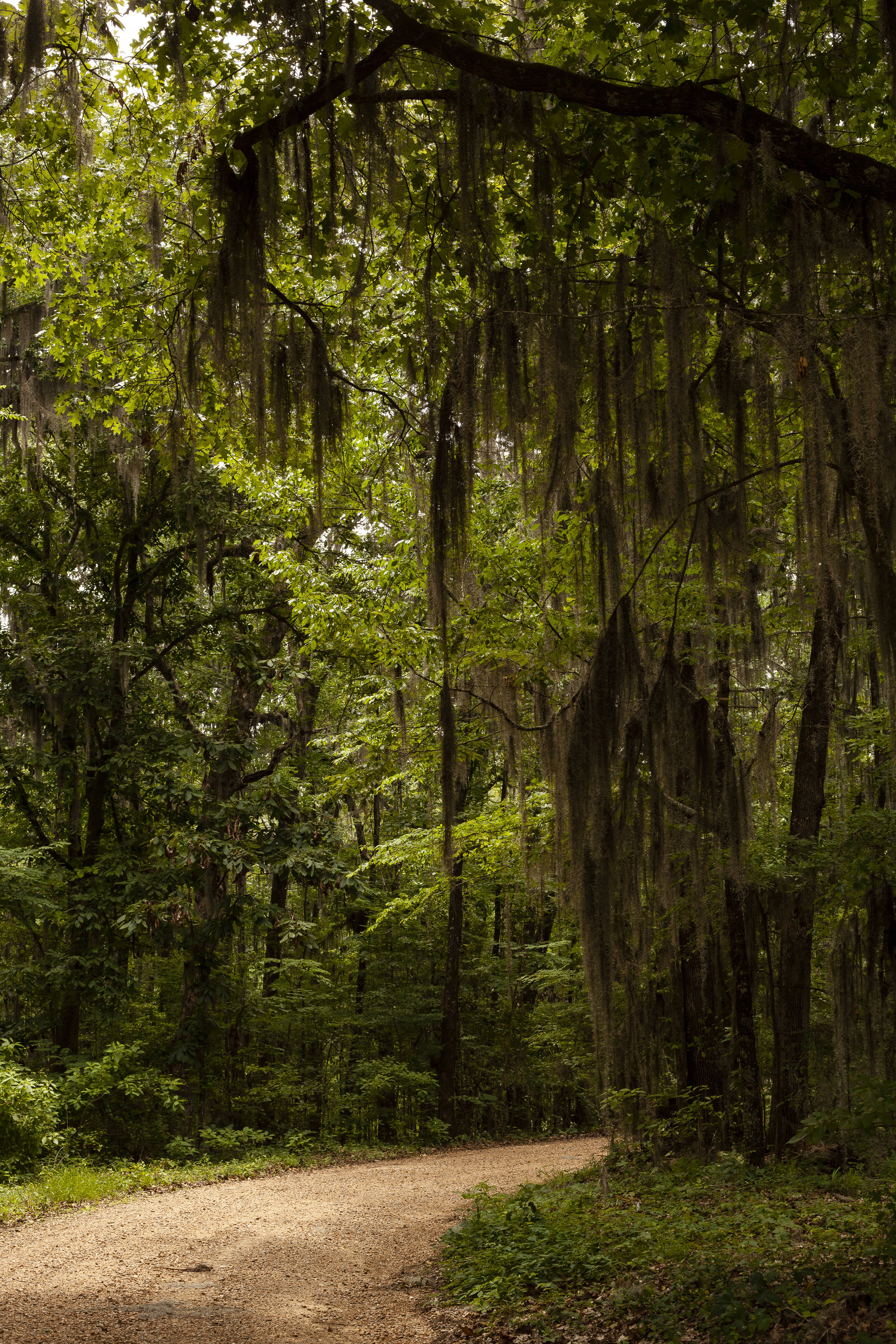  Tilda Bogue, Mississippi. 2017. 