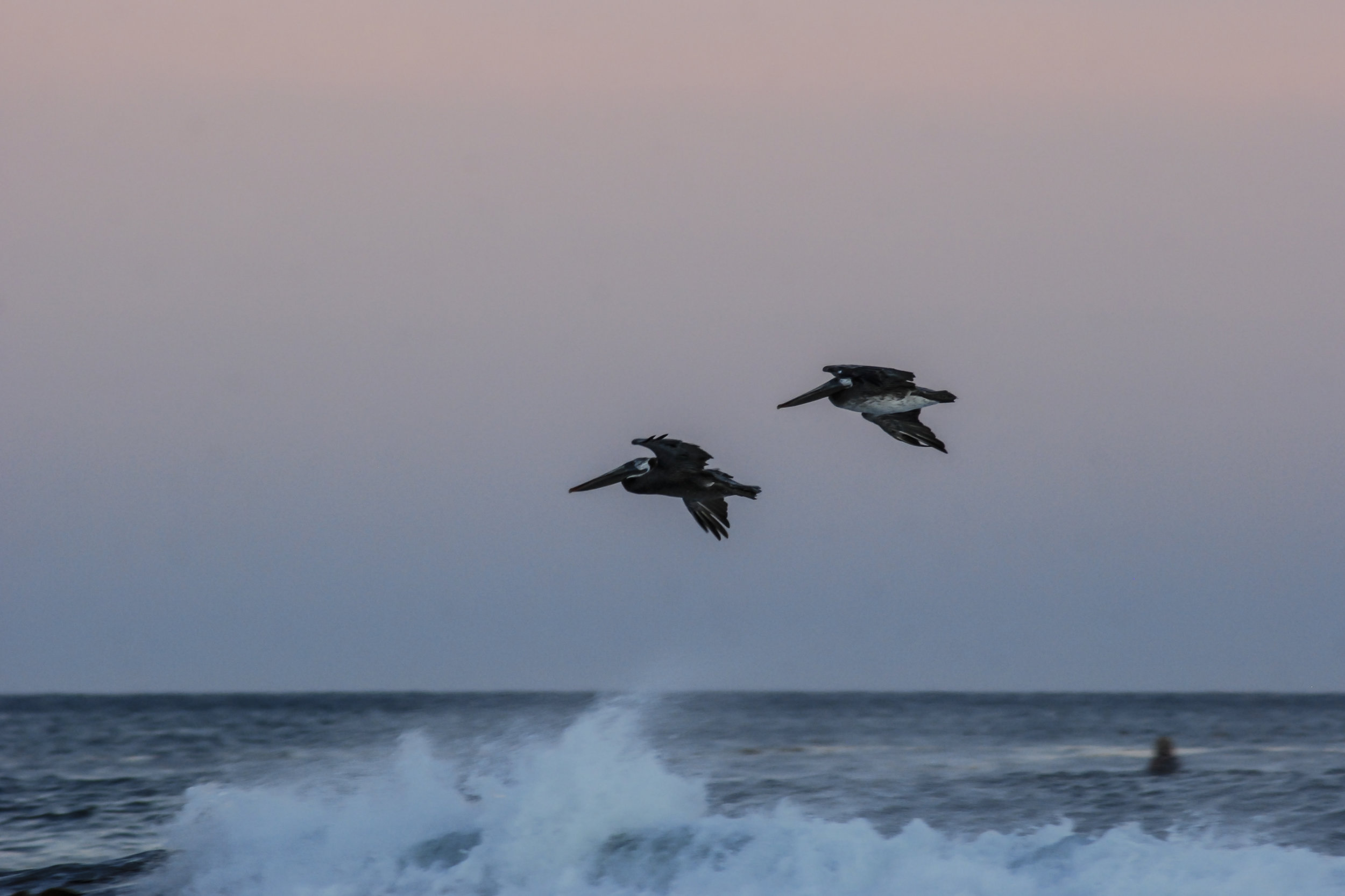  Brown Pelicans. Hollister Ranch, California. 2009.  