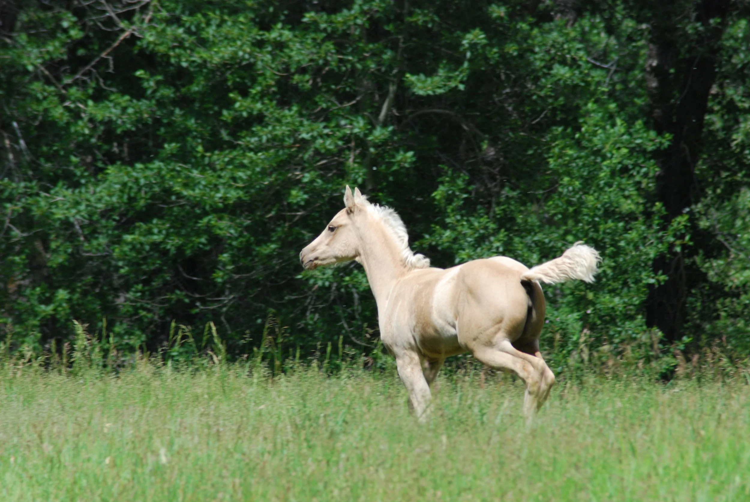  Sunlight Basin, Wyoming. 2009. 