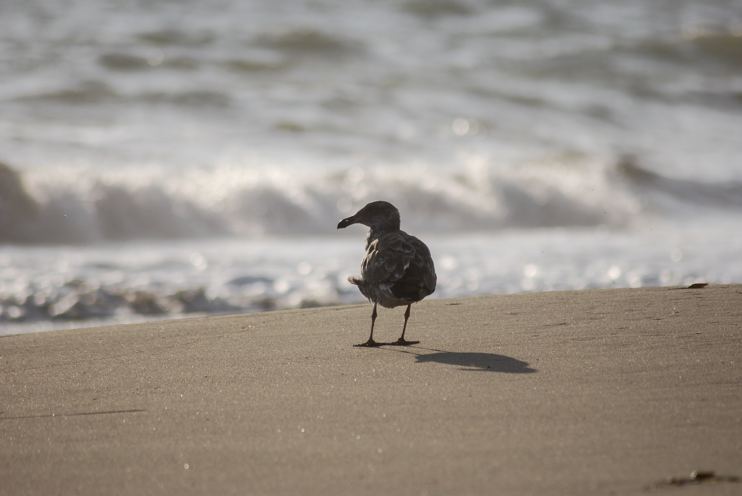  Ventura, California. 2009.  
