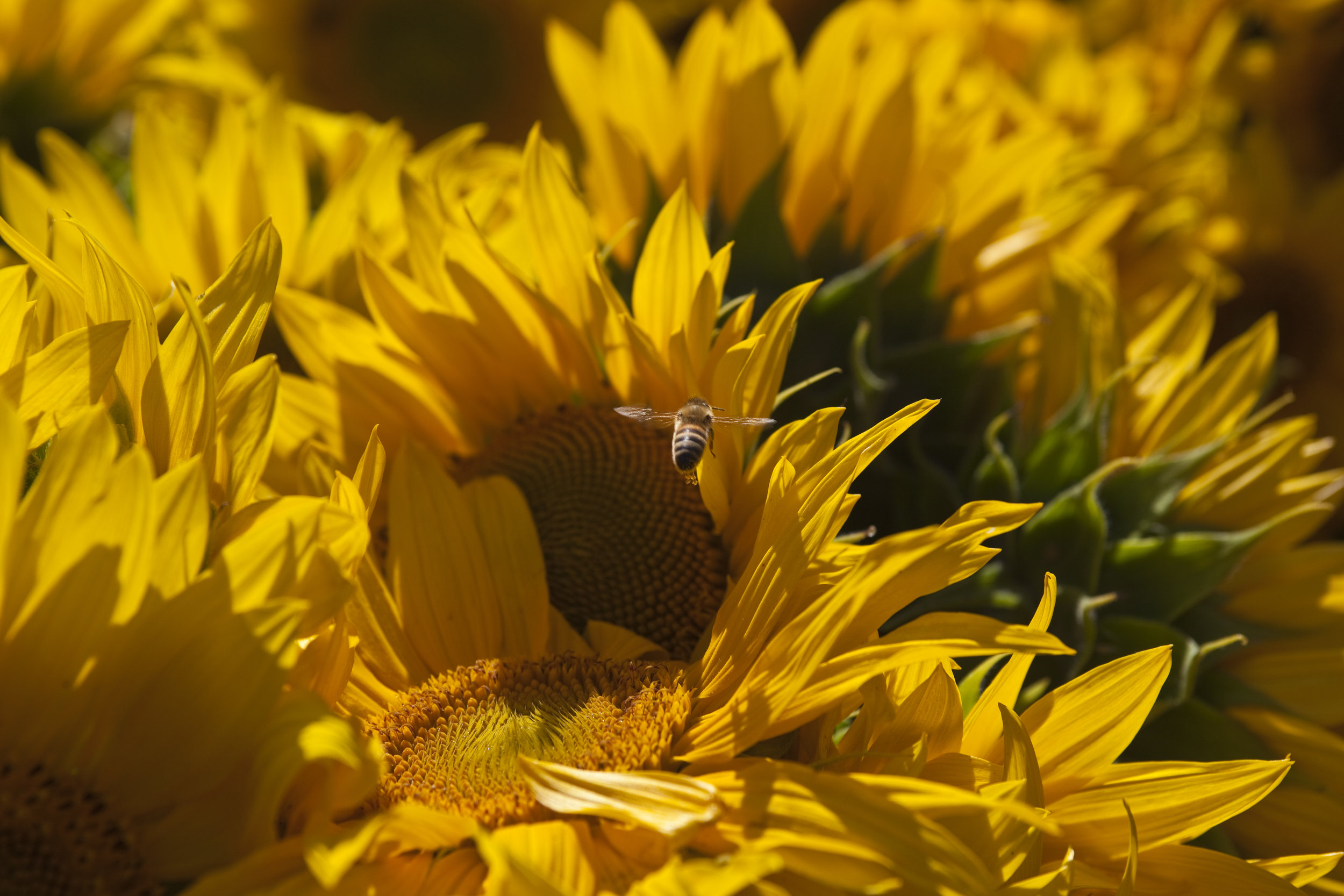  Farmers Market. Santa Barbara, California. 2010.  