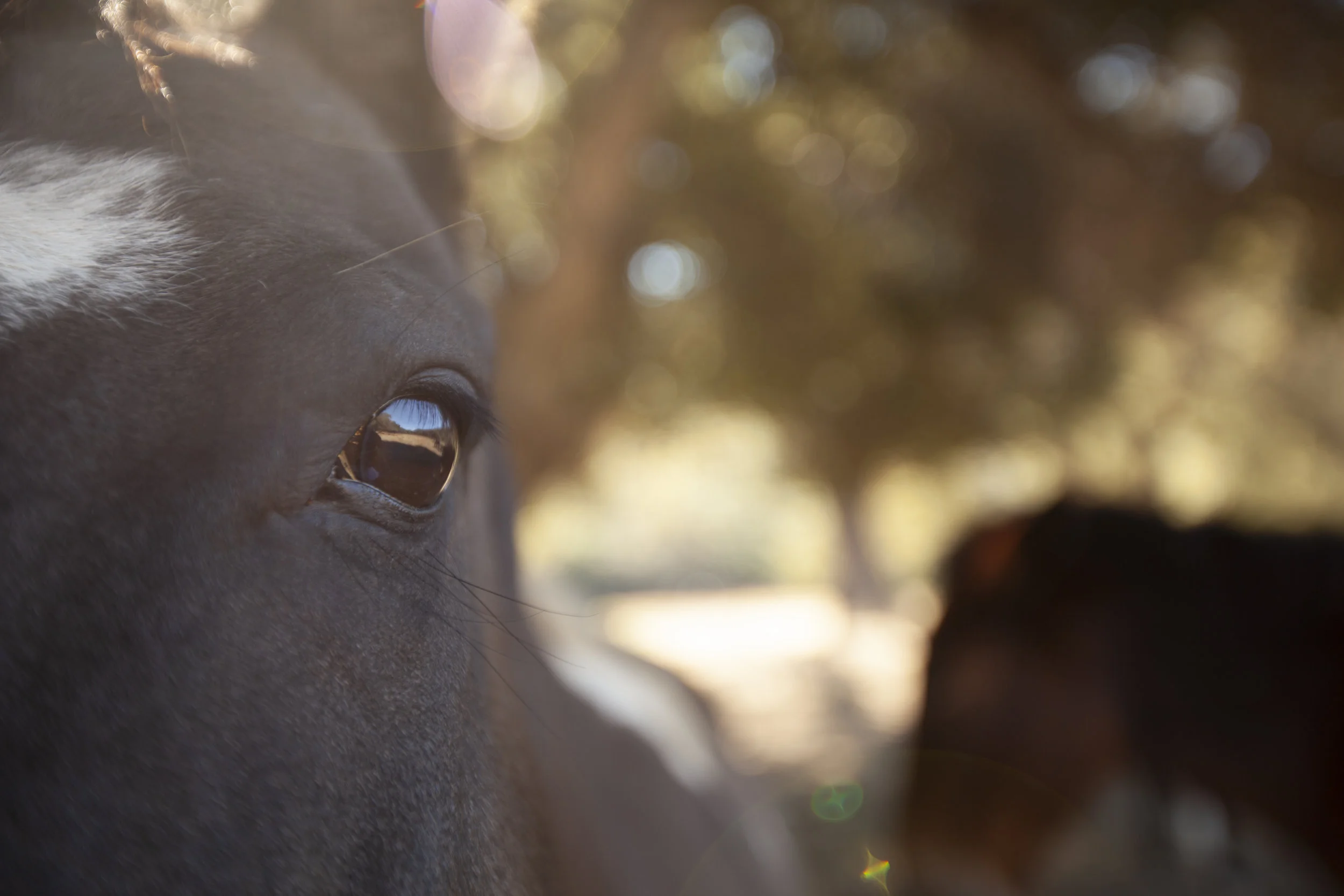  Forest Service Horses. Santa Ynez, California. 2011.  