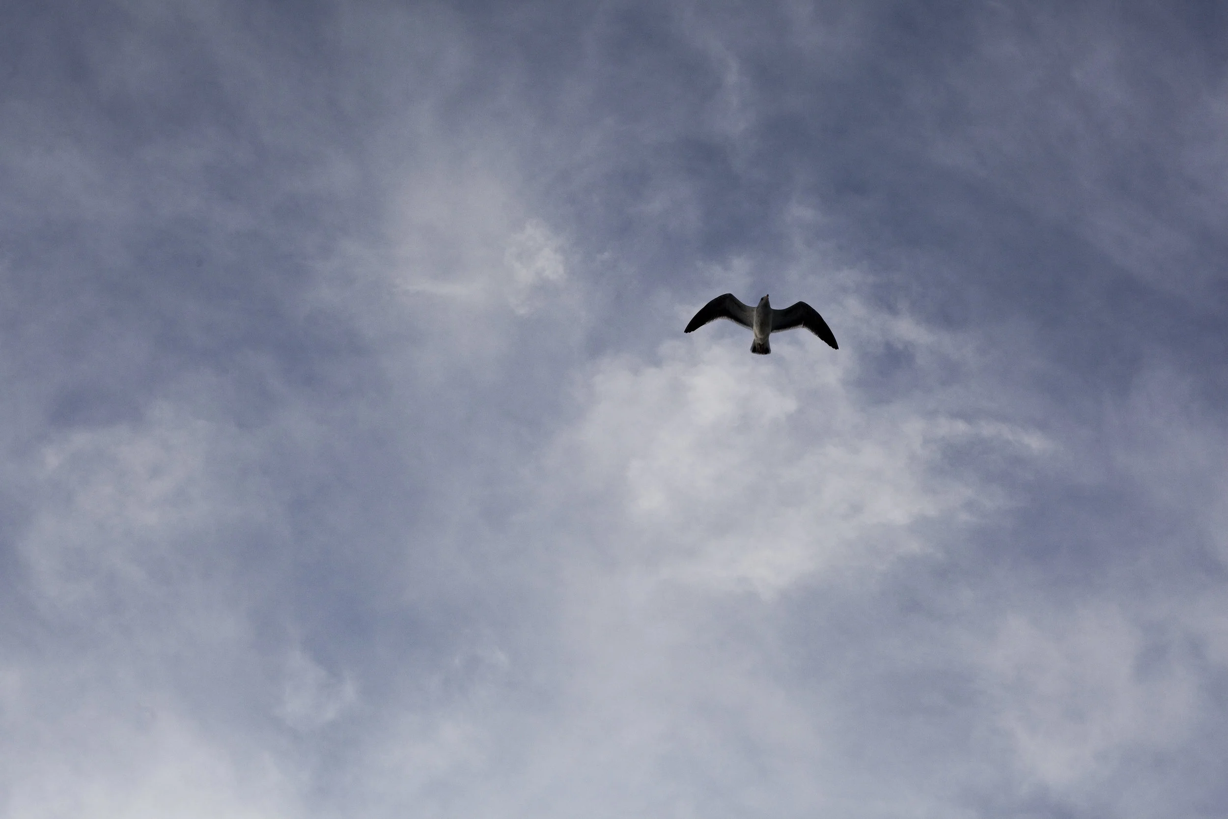  Seagull. Santa Barbara Channel, California. 2012. 