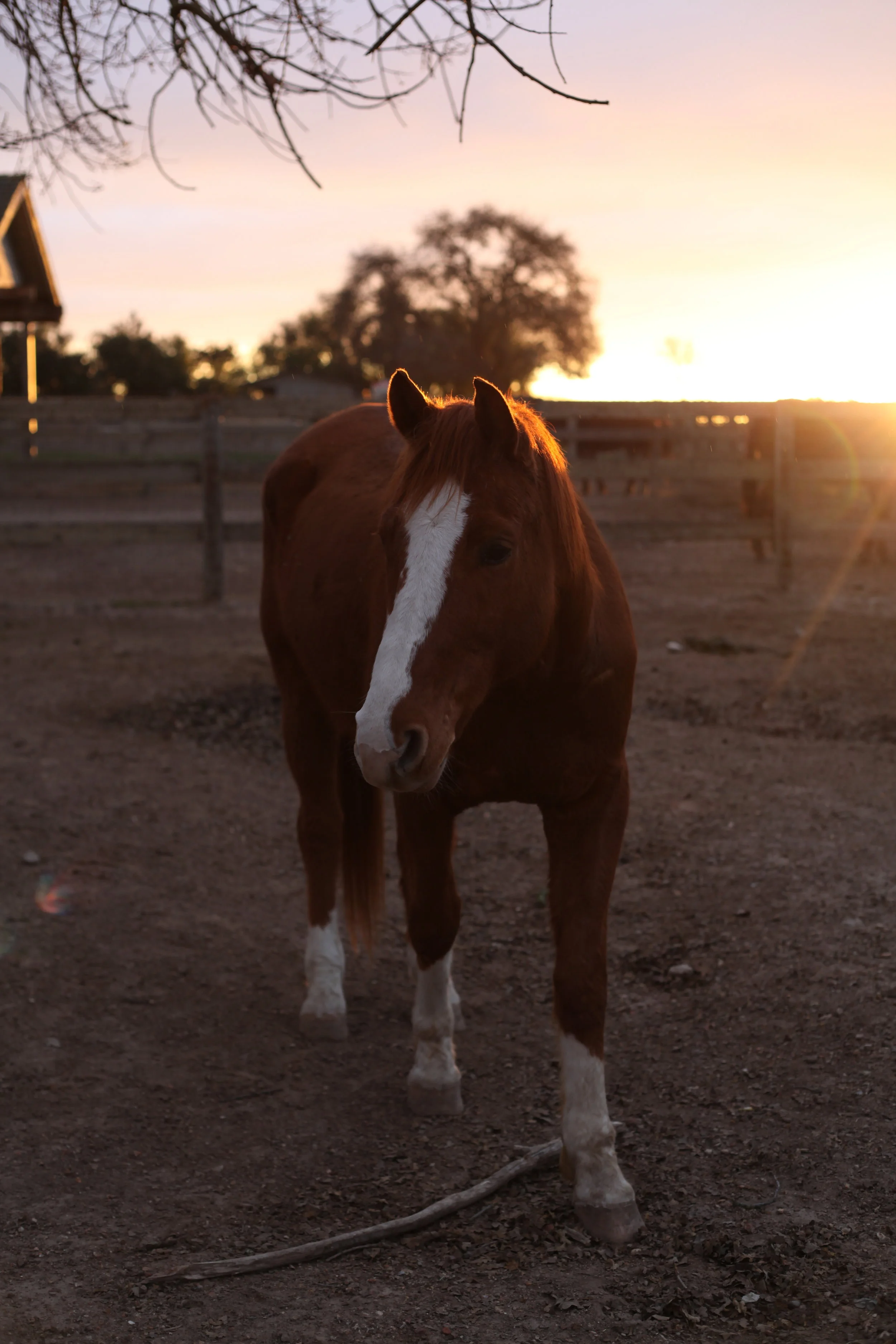  Champ. Santa Ynez, California. 2012. 