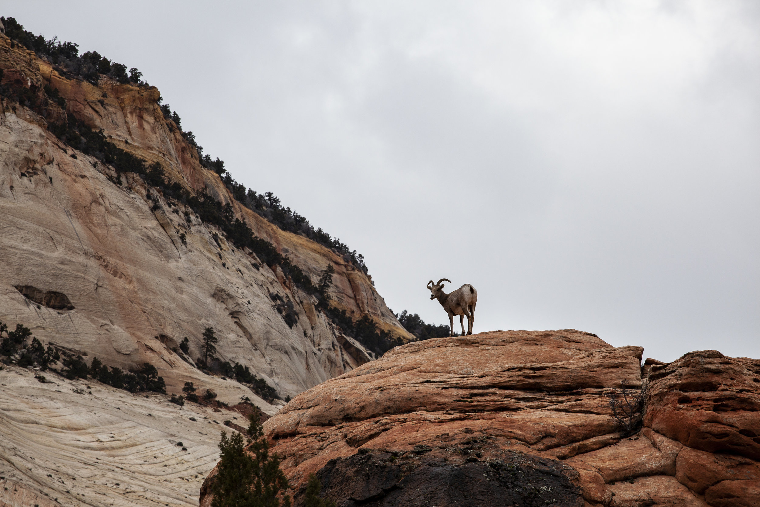  Bighorn Sheep. Zion, Utah. 2015.  