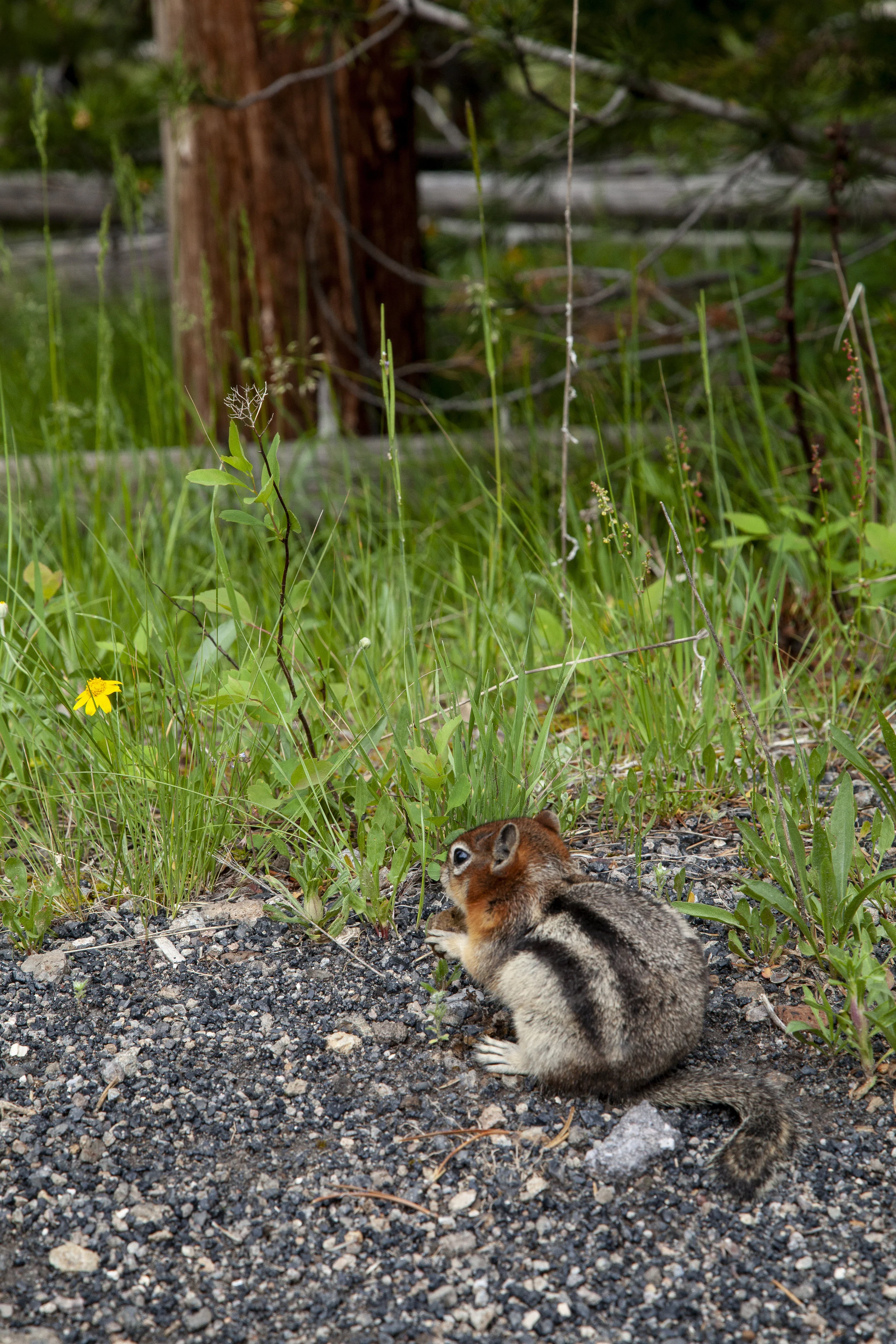  Trail Chipmunk. Yellowstone, Wyoming. 2015.  
