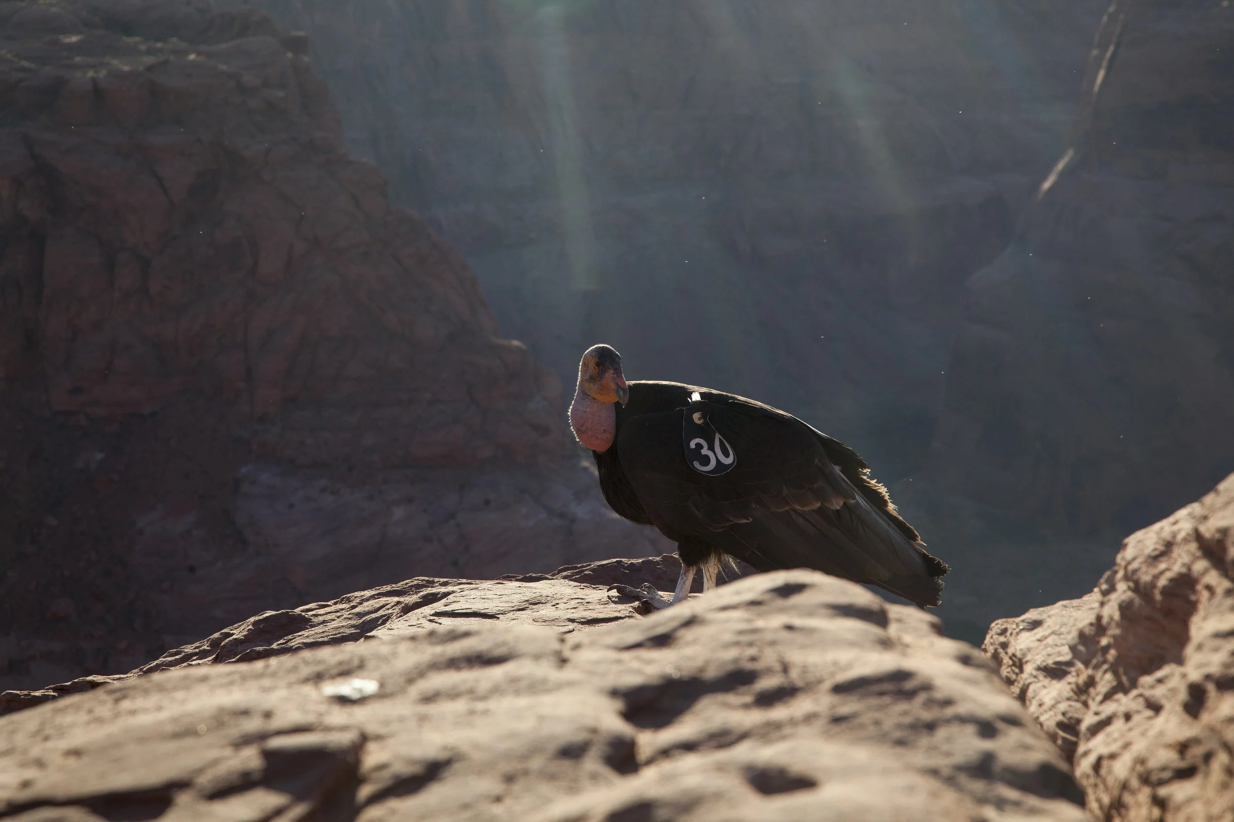  California Condor. Horseshoe Bend, Arizona. 2015.  