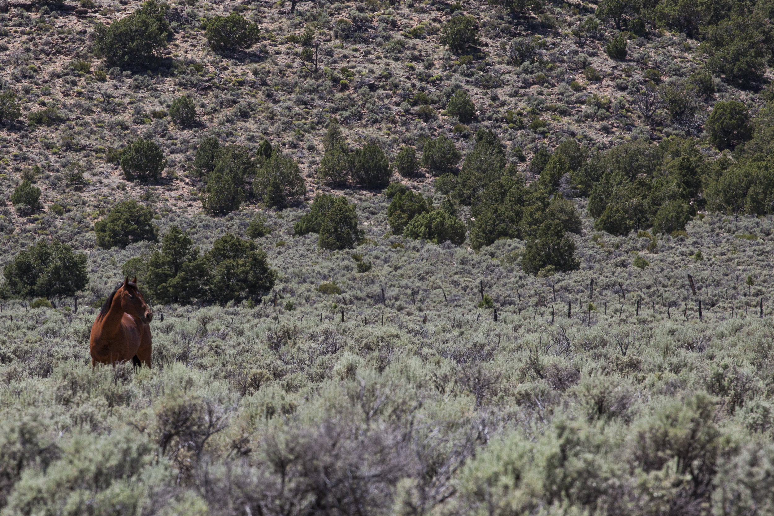  That Gaze. House Rock Valley Road, Arizona. 2015.  