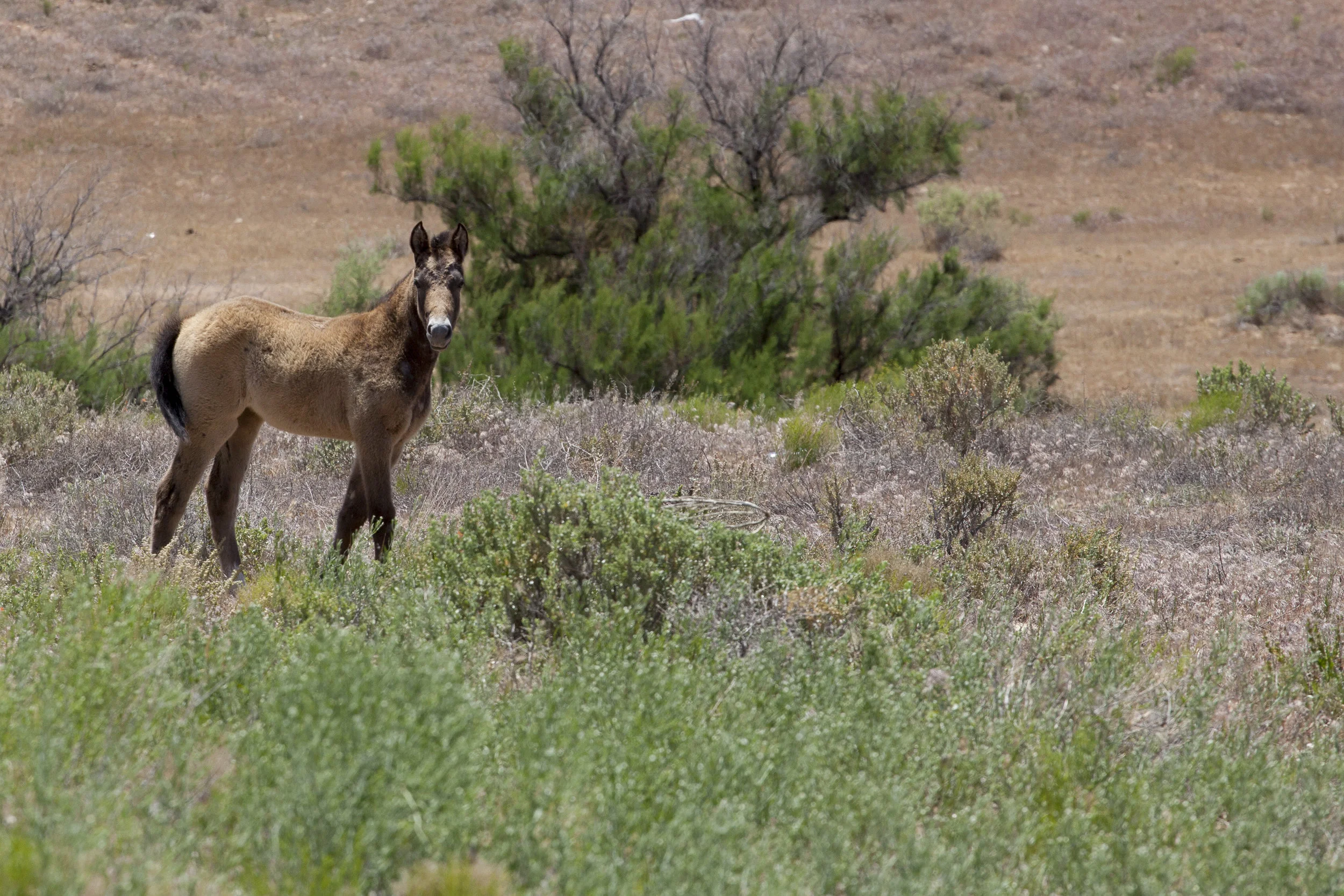  Foal. Utah. 2016.  