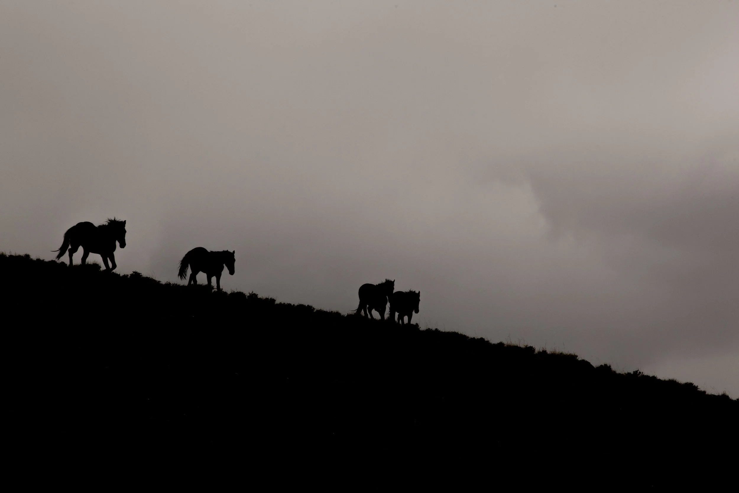  Wild Mustangs III. Nevada. 2016. 