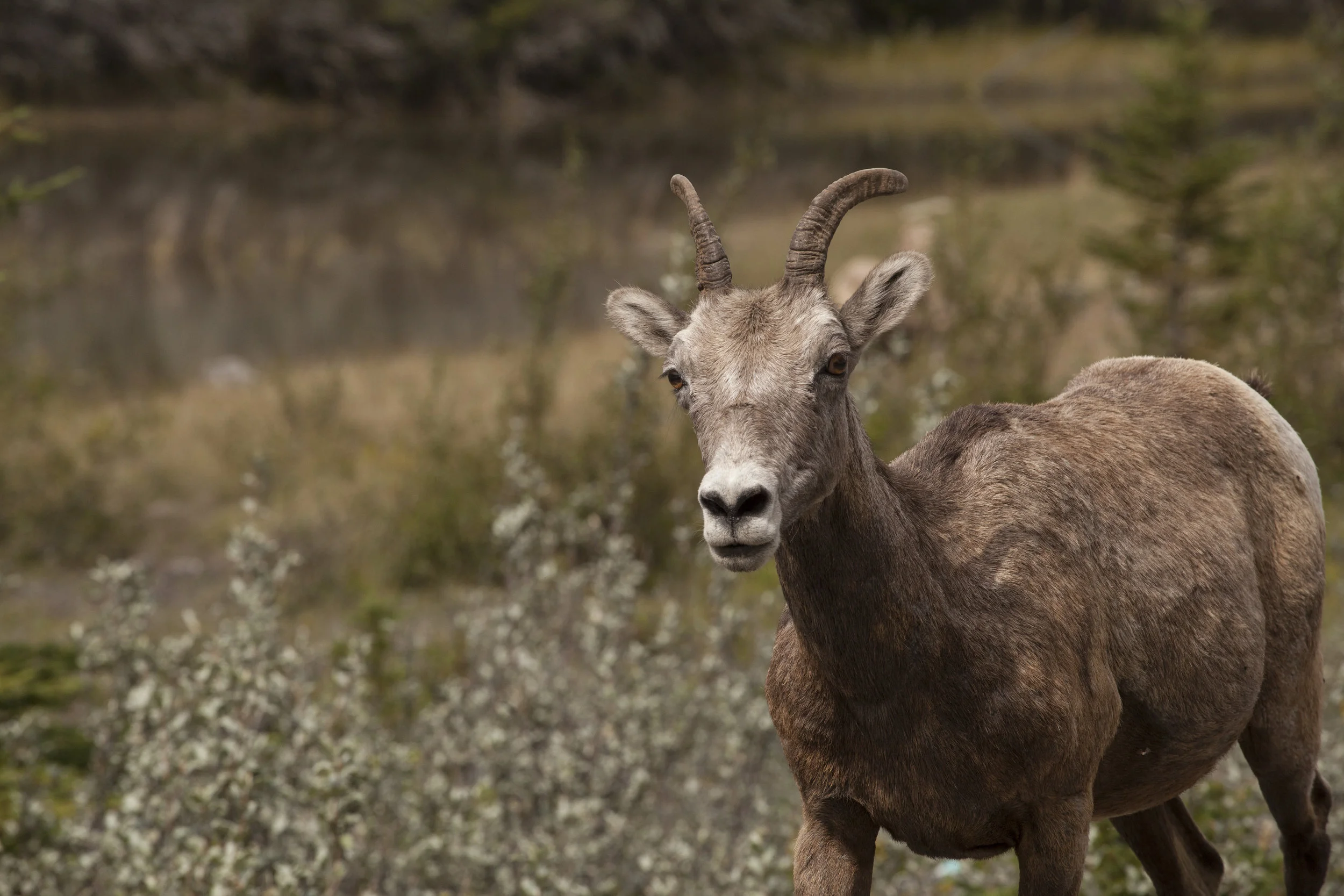  Bighorn Sheep I. Jasper, Canada. 2016.  
