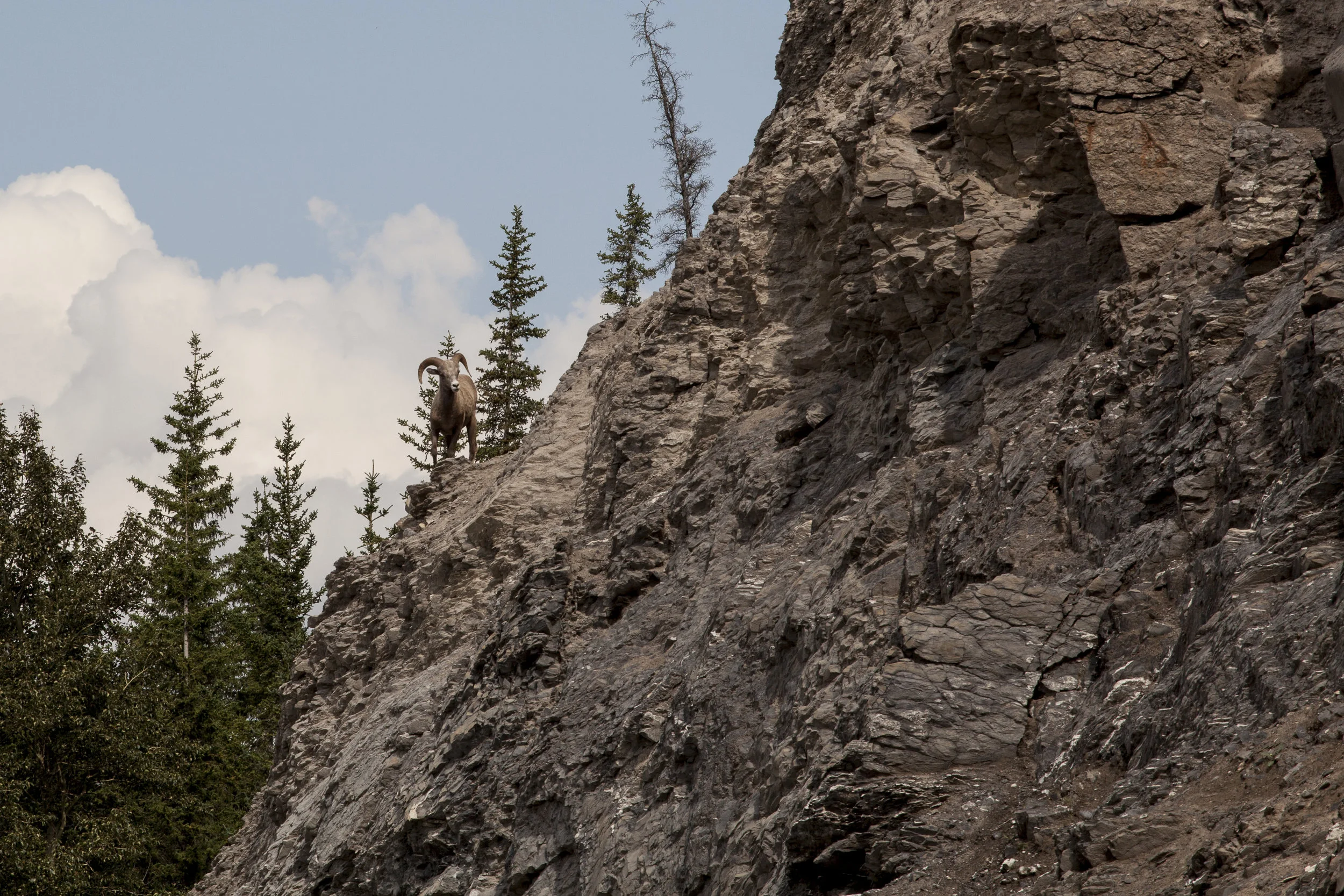  Bighorn Sheep II. Jasper, Canada. 2016. 