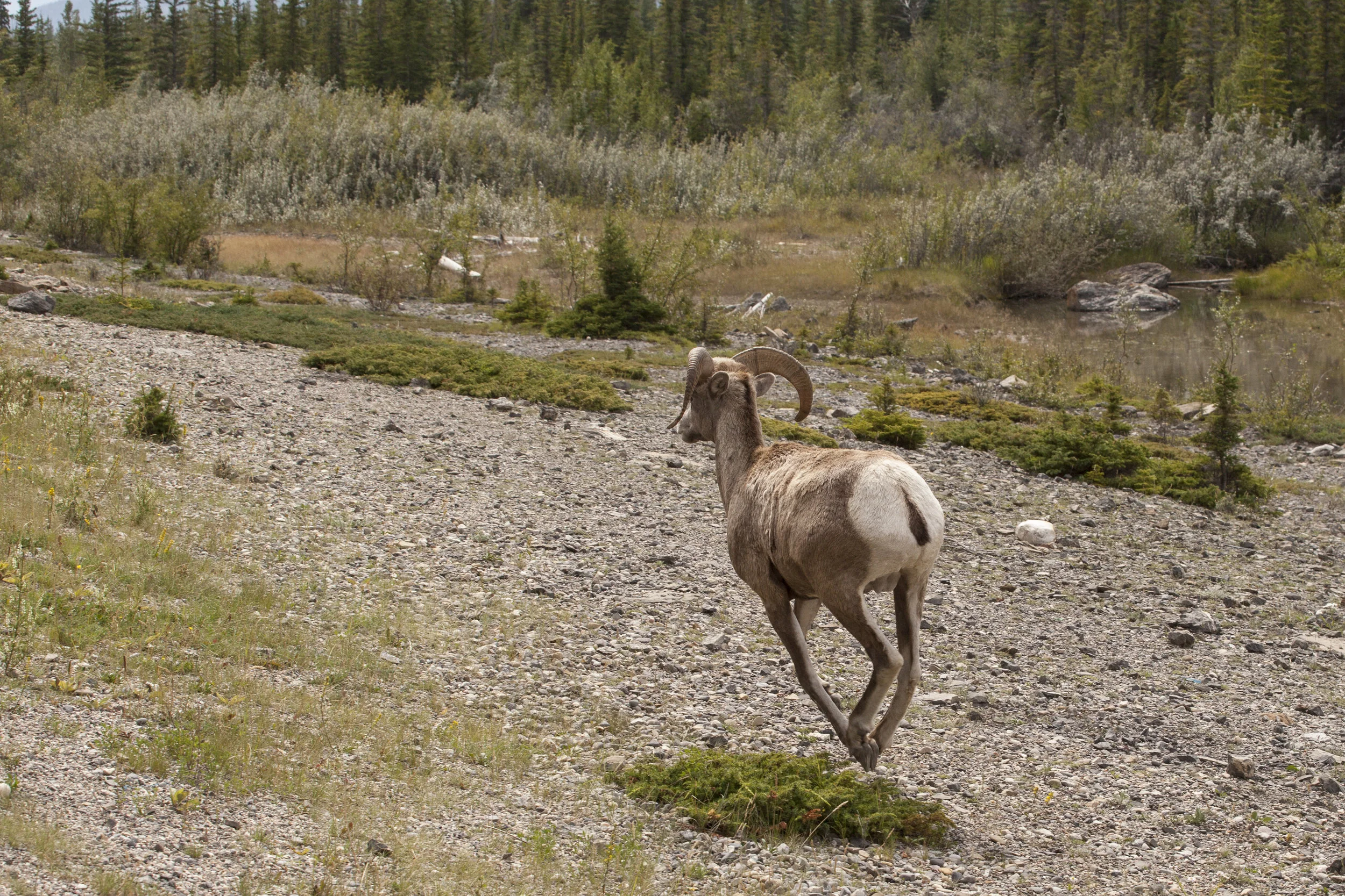  Bighorn Sheep III. Jasper, Canada. 2016. 