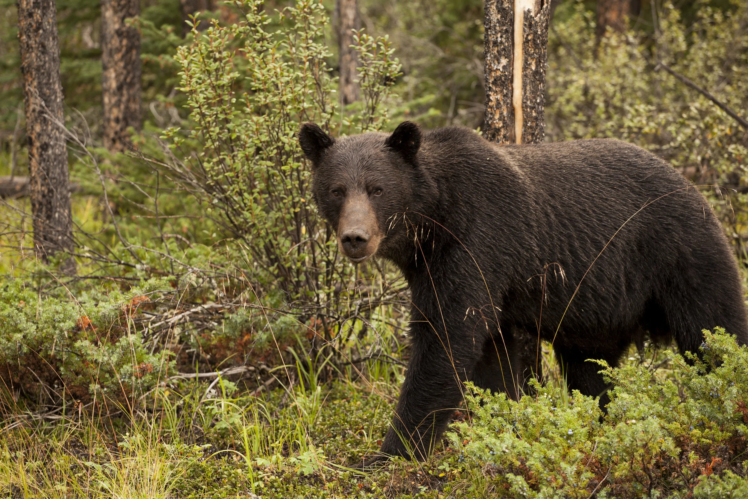  Black Bear I. Jasper, Canada. 2016 