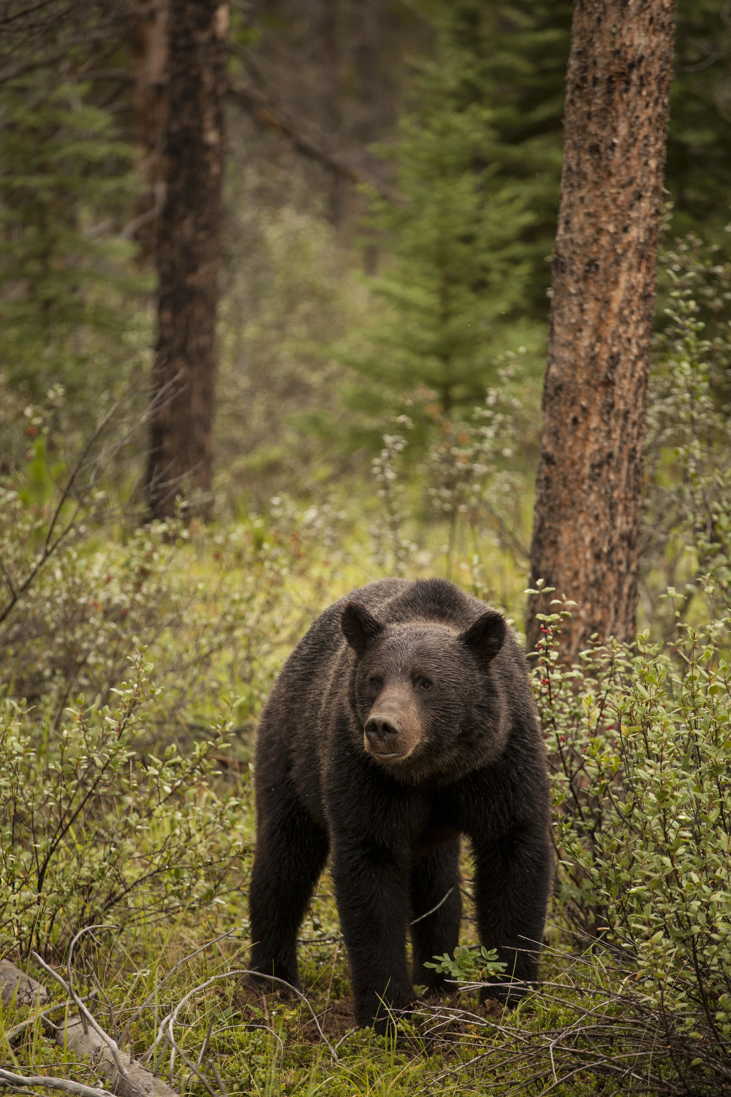  Black Bear II. Jasper, Canada. 2016 