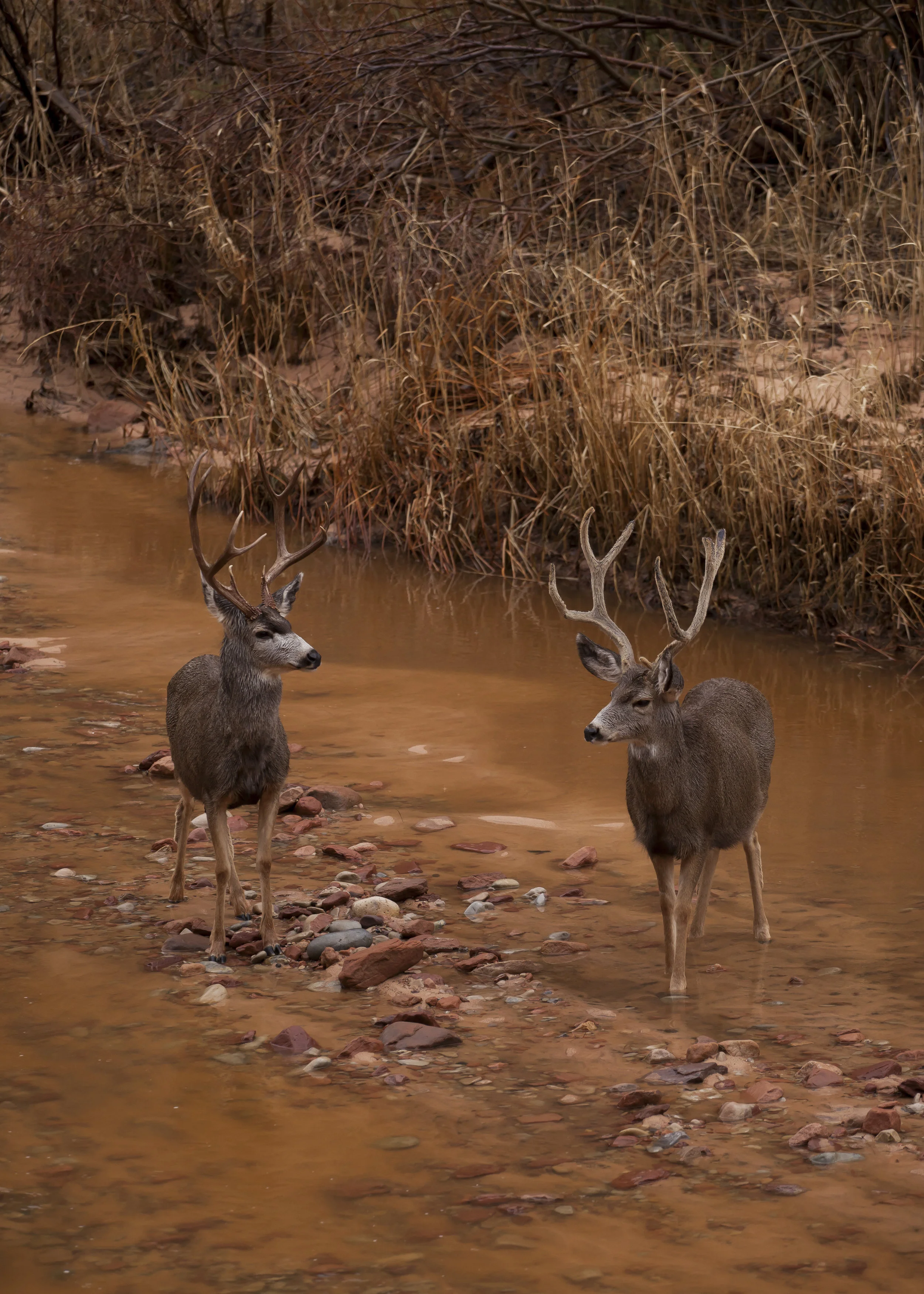  Mule Deer I. Zion, Utah. 2017.  