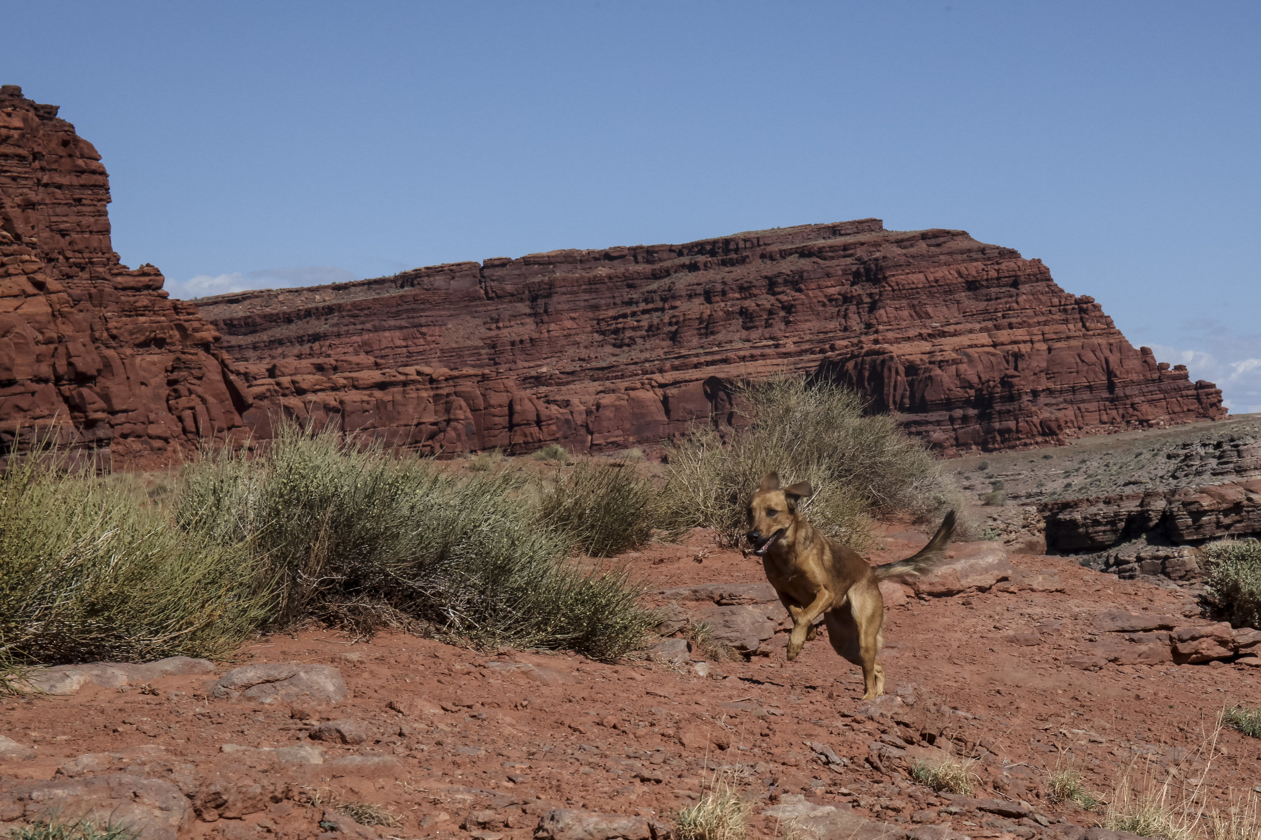  BombaDog. Potash Road, Moab, Utah. 2018.  