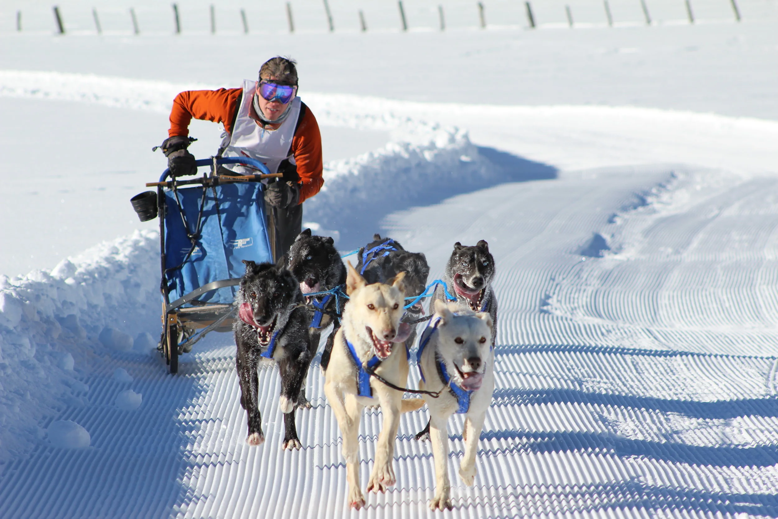  Sled Dogs. Pagosa Springs, Colorado. 2016.  