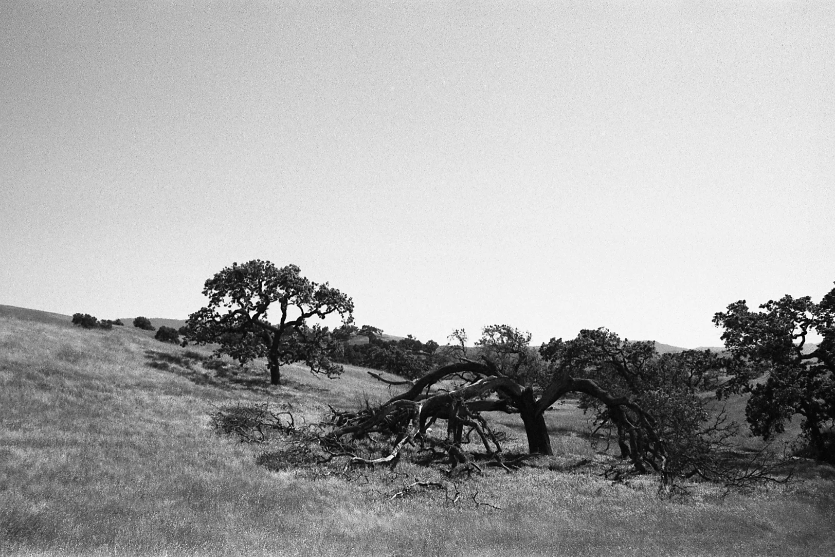  Pentax K1000.  Kodak 35mm Tri-X BW film.  Fallen Tree. Santa Ynez, California. 2010.     