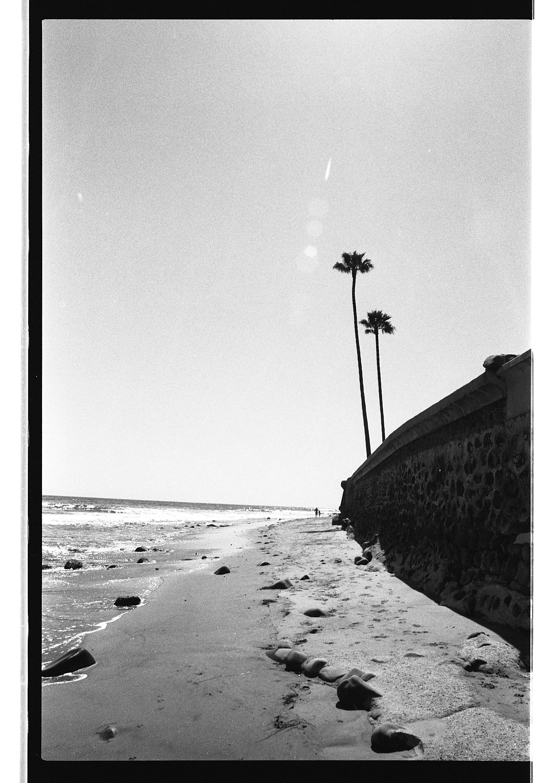 Pentax K1000.  Kodak 35mm Tri-X BW film.  Palms. Miramar, Montecito, California. 2010.     