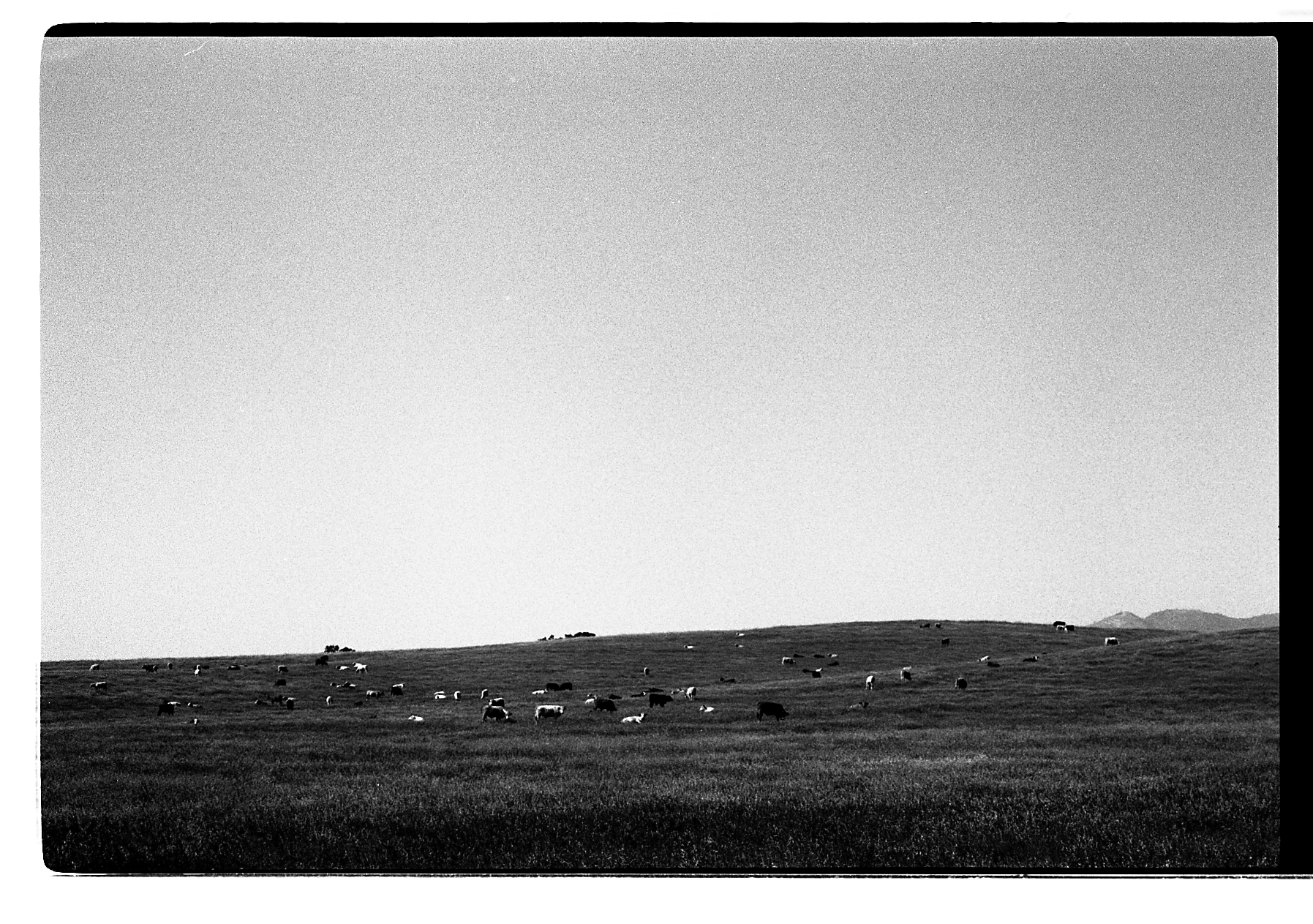  Pentax K1000.  Kodak 35mm Tri-X BW film.  Range. Santa Ynez, California. 2010.     