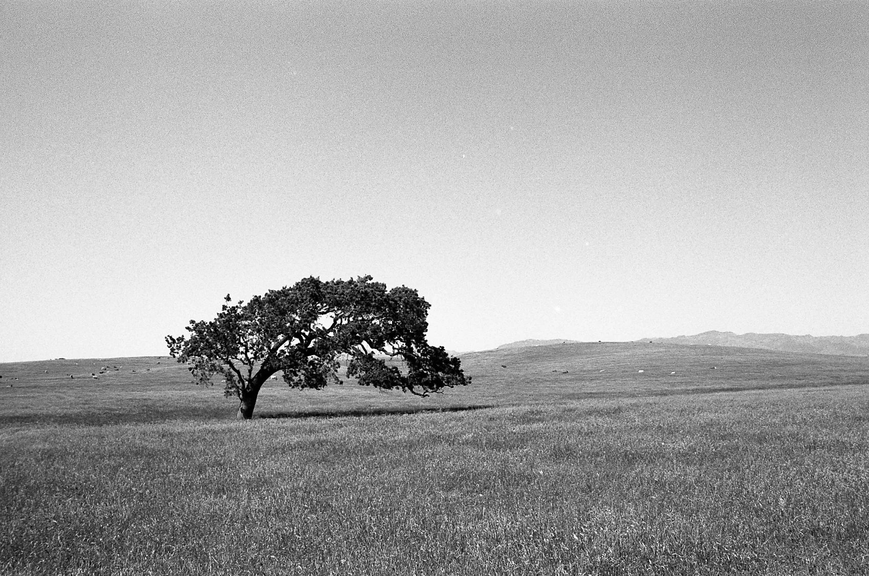  Pentax K1000.   Kodak 35mm Tri-X BW film.   Lone Tree. Santa Ynez, California. 2010.      