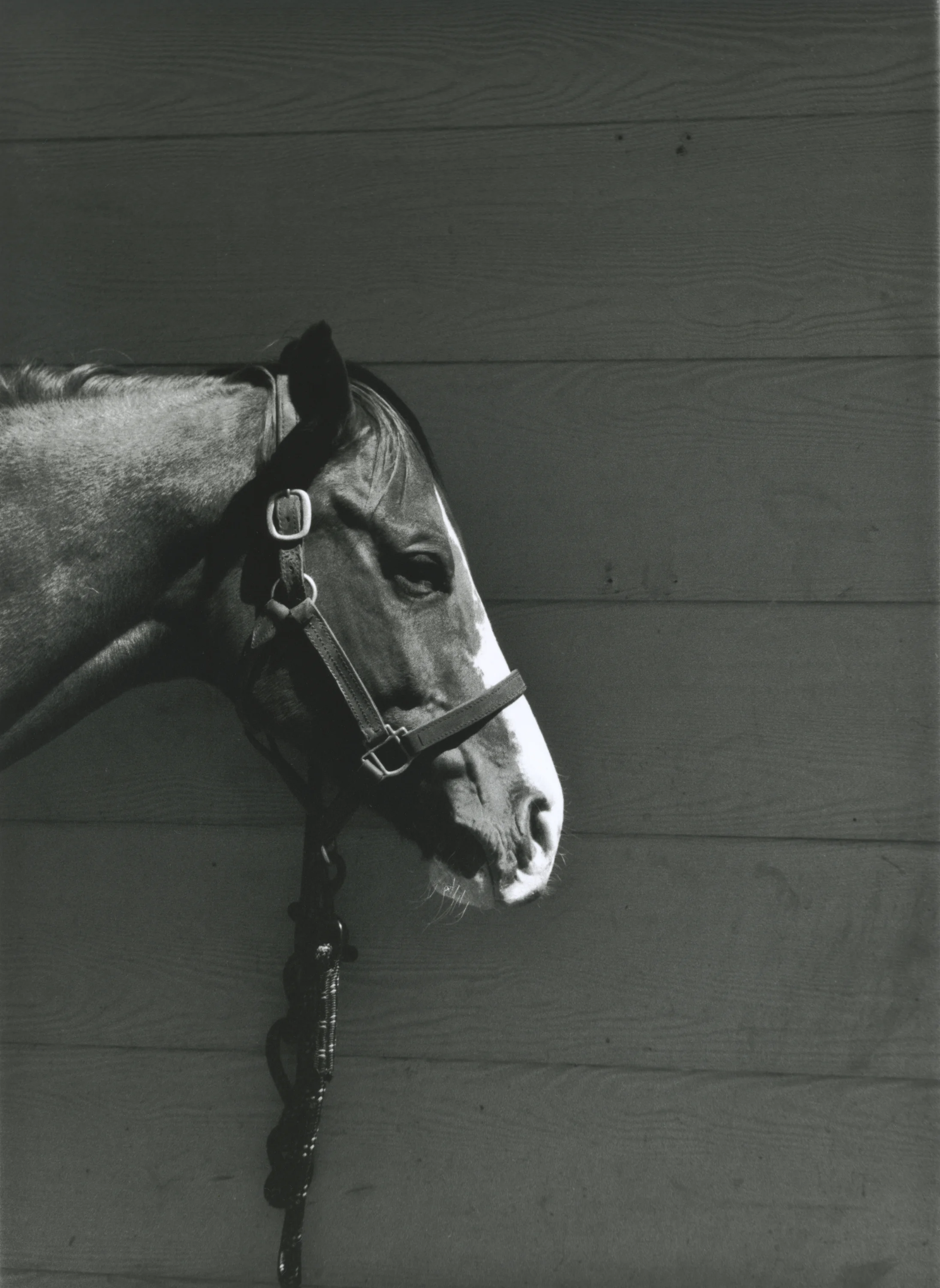  Pentax K1000.  Kodak 35mm Tri-X 400 BW film.   Champ, Santa Ynez, California. 2011.   
