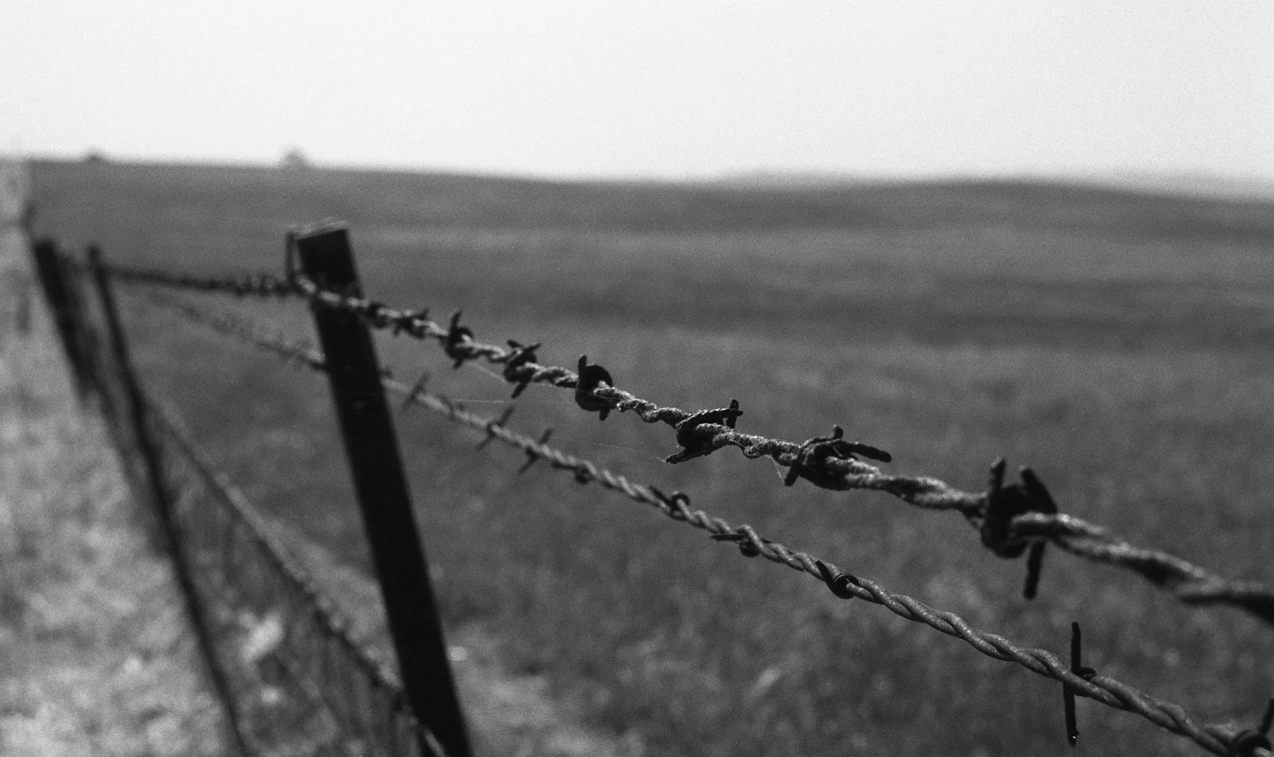  Pentax K1000.  Kodak 35mm Tri-X BW film.  Barbed. Santa Ynez, California. 2010.     