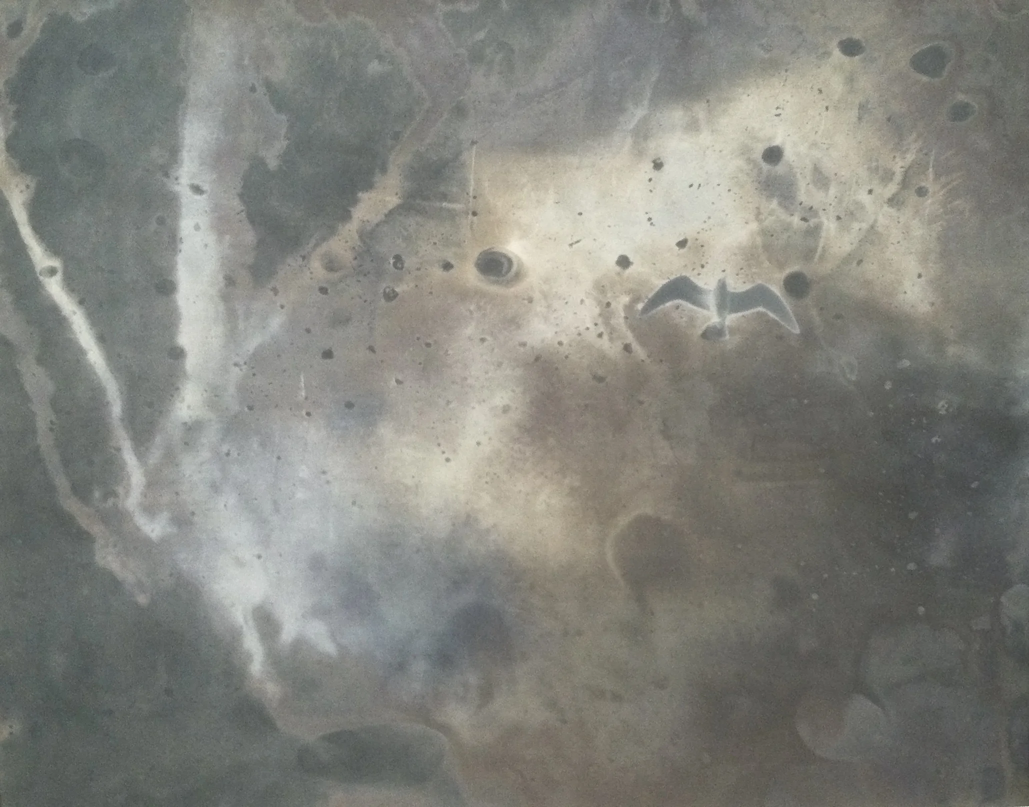  16x20 inch BW digital negative transparency, contact print.  Developed in custom mixed basic pH chromoskedasic chemistry.  Seagull II. Santa Barbara Channel, California. 2011. 