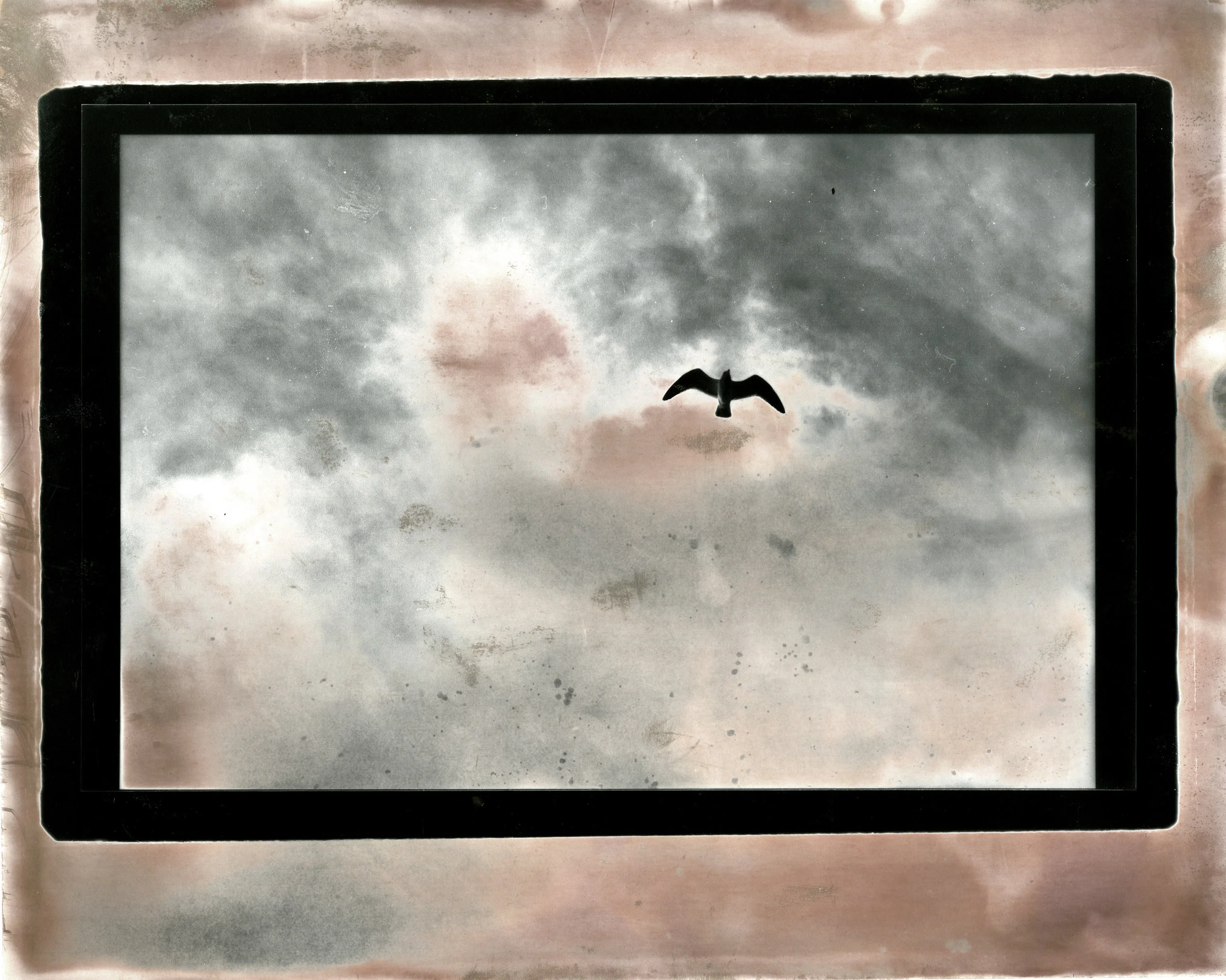  8x10 BW digital negative transparency contact print.  Developed in custom mixed high pH chromoskedasic chemistry.  Seagull. Santa Barbara Channel, California. 2012. 