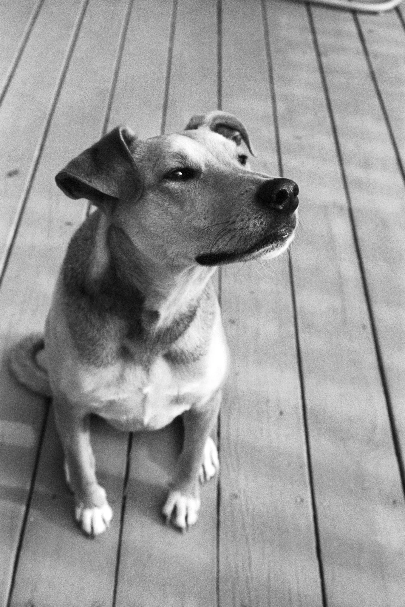  Pentax K1000.  Kodak 35mm Tri-400 BW film.   Mila. Santa Barbara, California. 2014. 