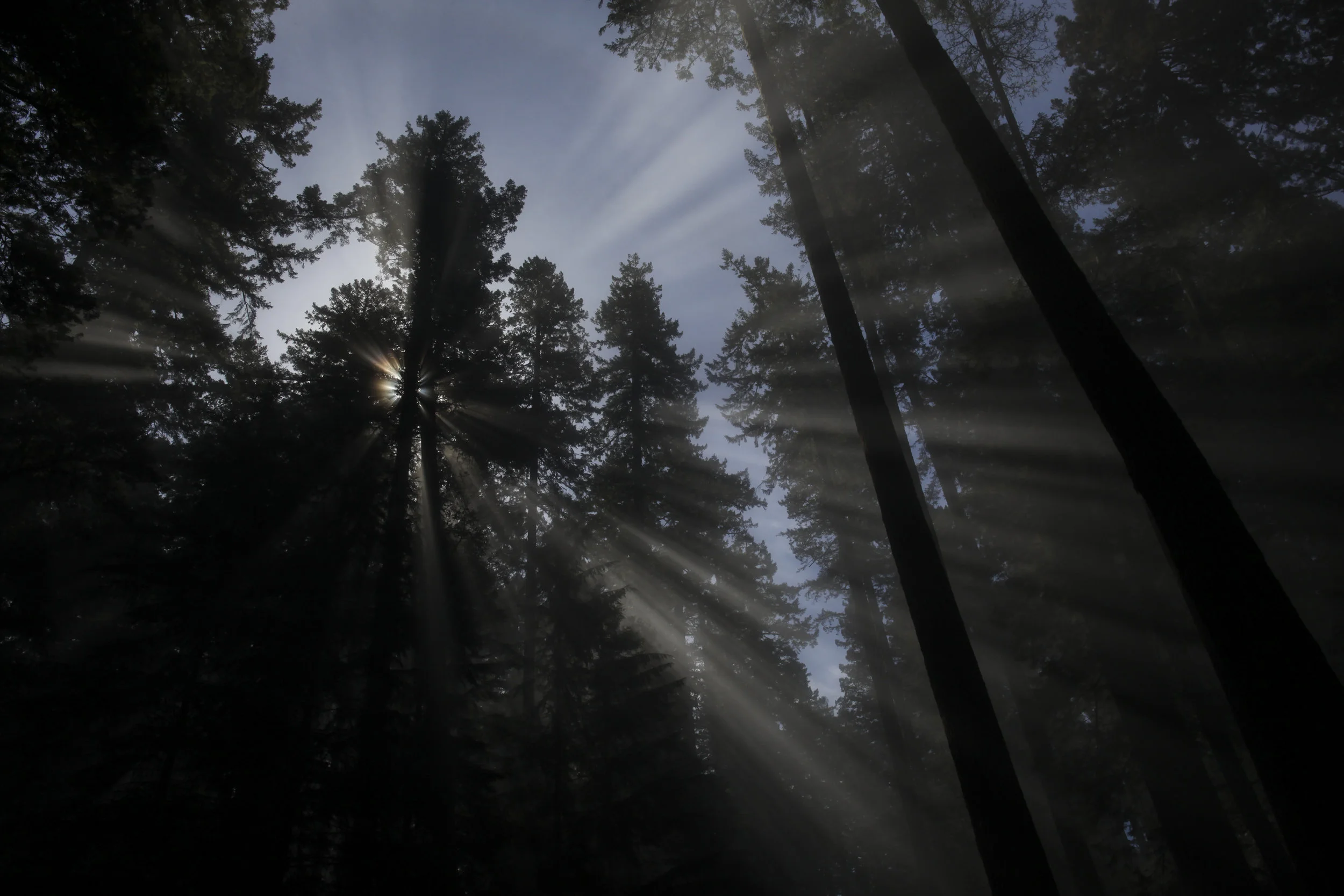  III. Redwood National Park, California. 2018. 