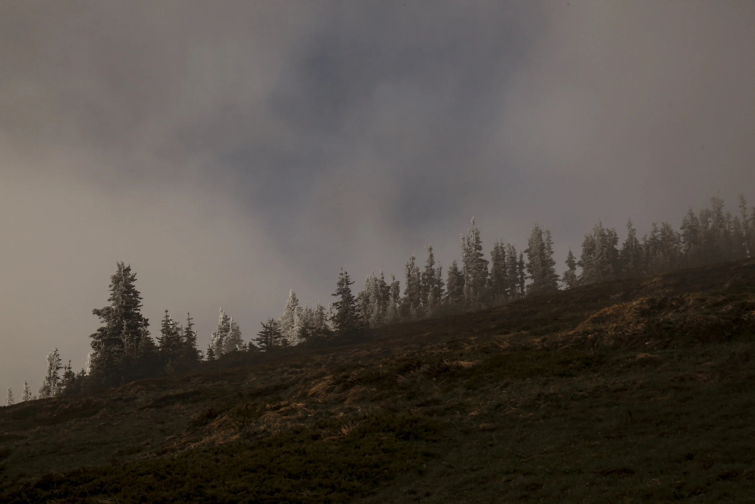  Olympic National Park, Washington. 2018.  
