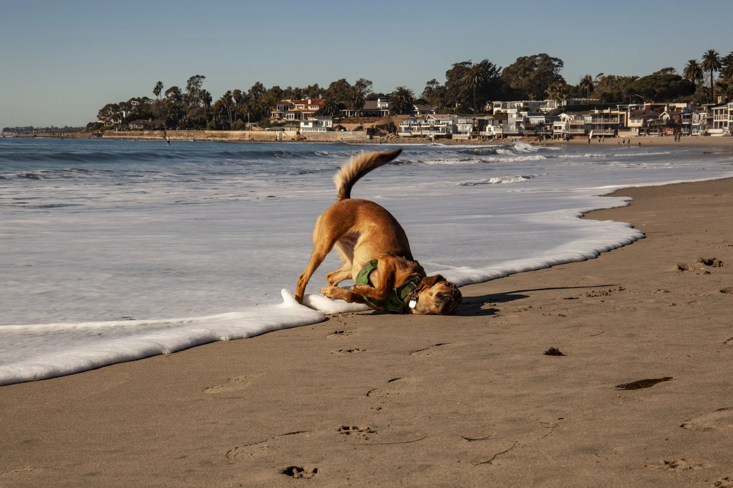  Bomba. Santa Barbara, CA. 2018. 