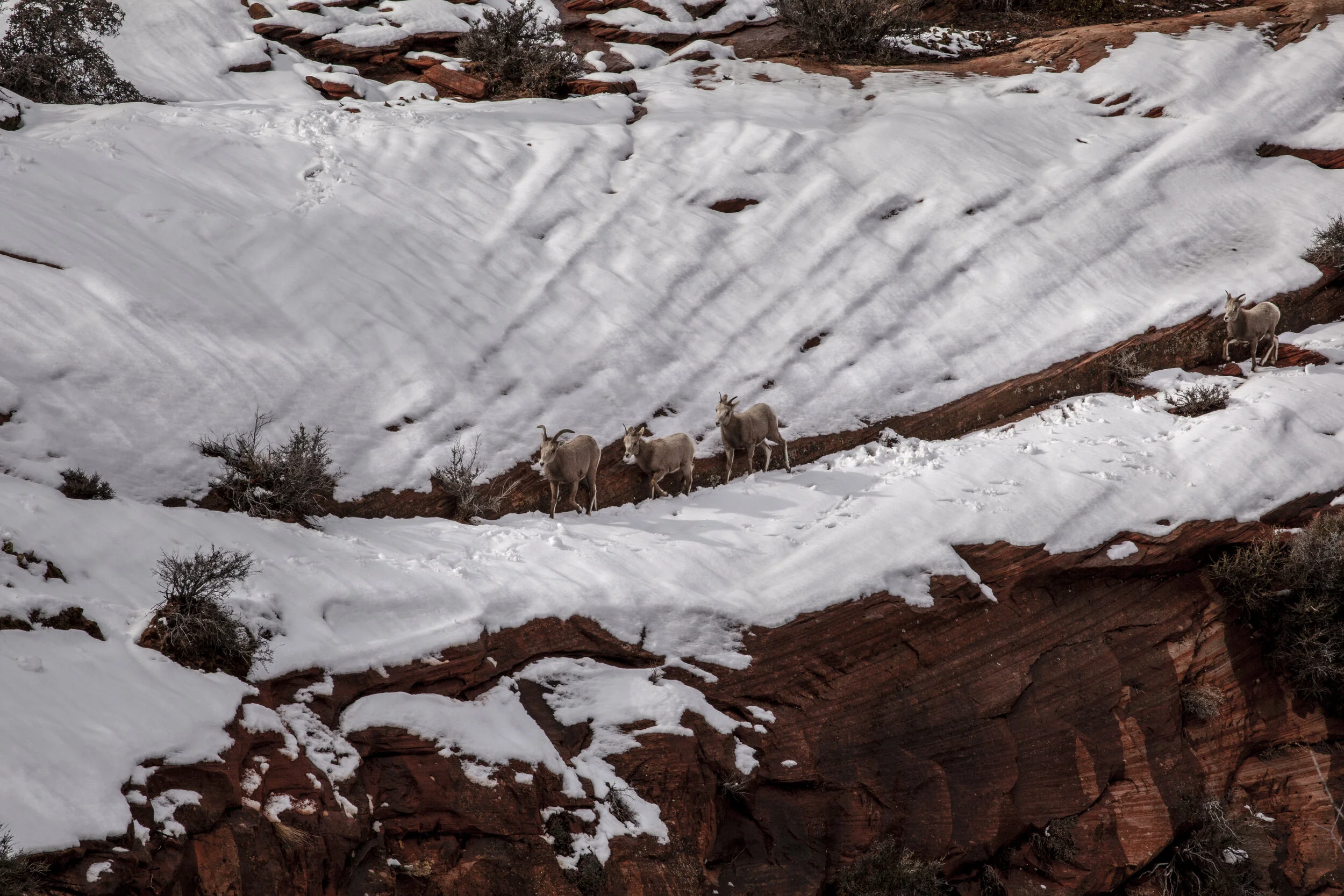  Big Horn Sheep. Zion, UT. 2019. 