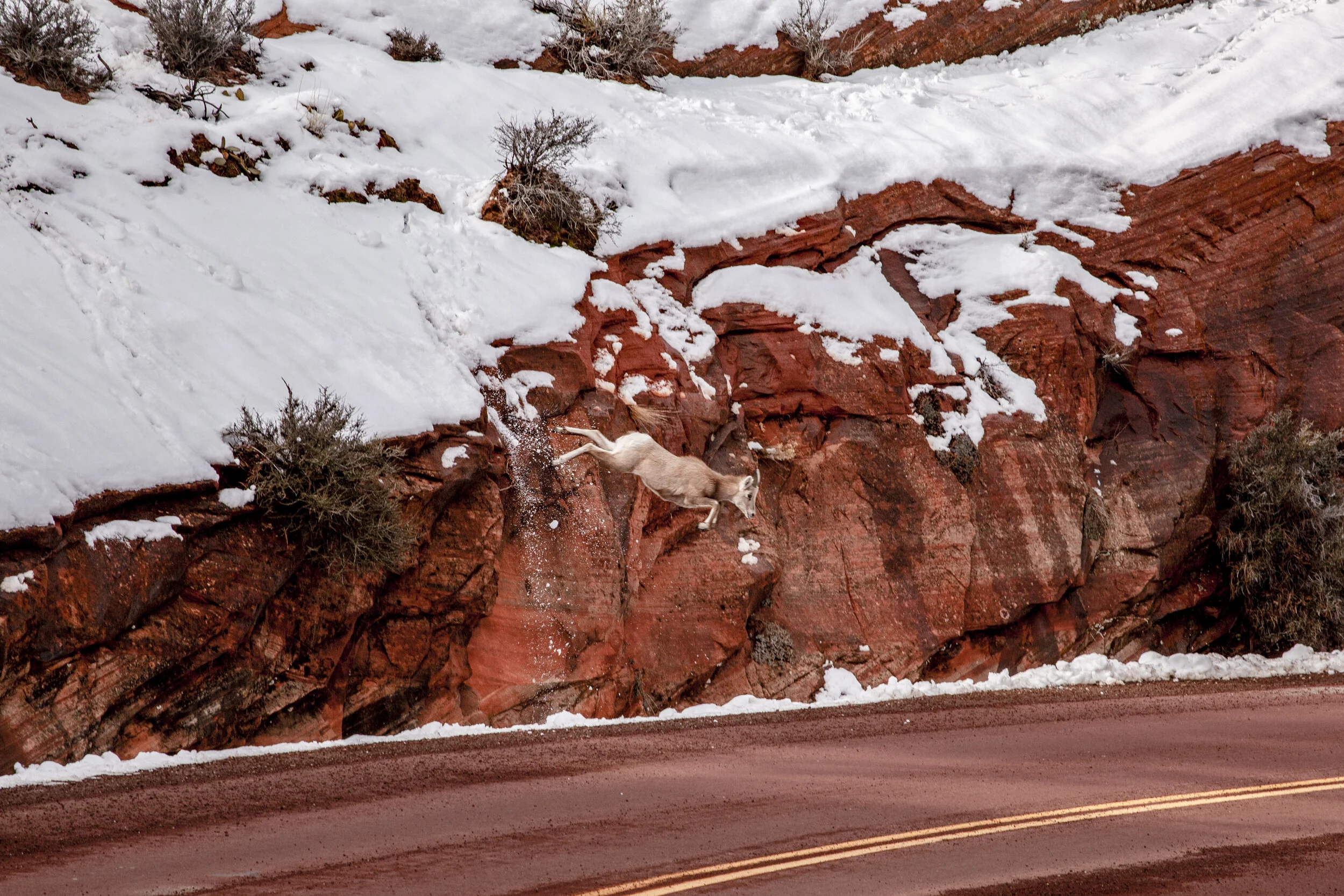 Flying Big Horn. Zion, UT. 2019. 