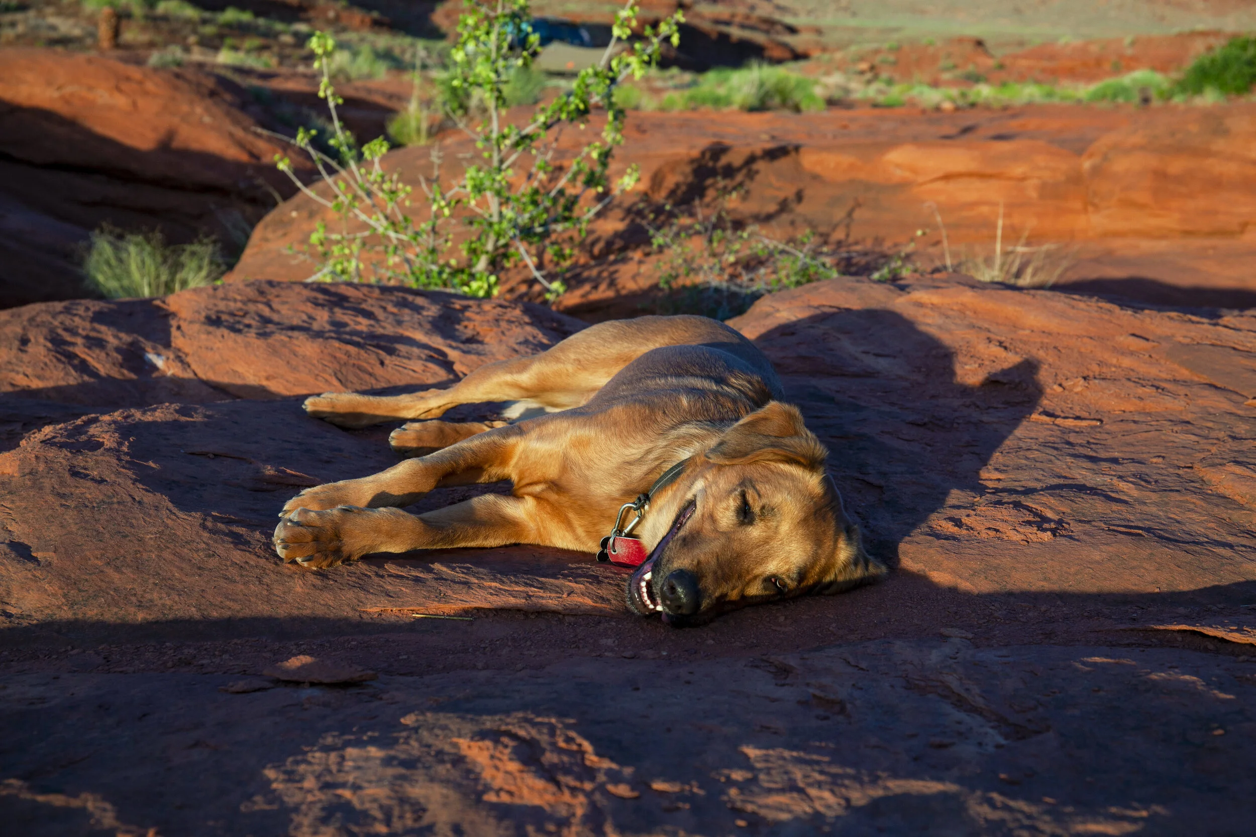  Tired Best Friend. Moab, UT. 2019.  