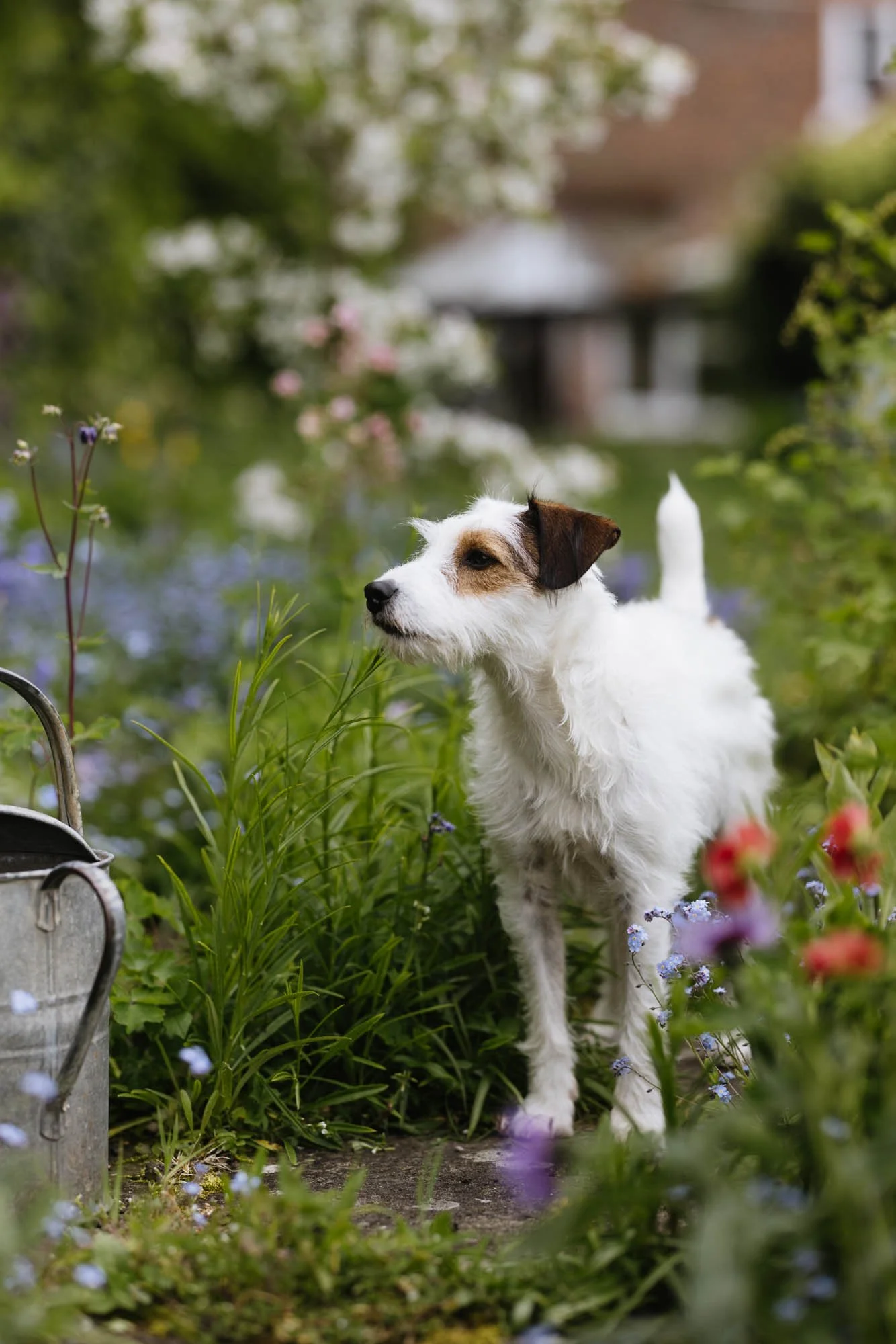 Parson Russell terrier dog in cottage garden of Eva Nemeth