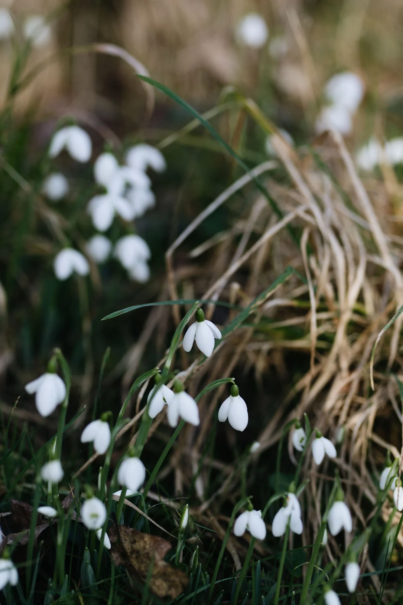 Snowdrops in cottage garden