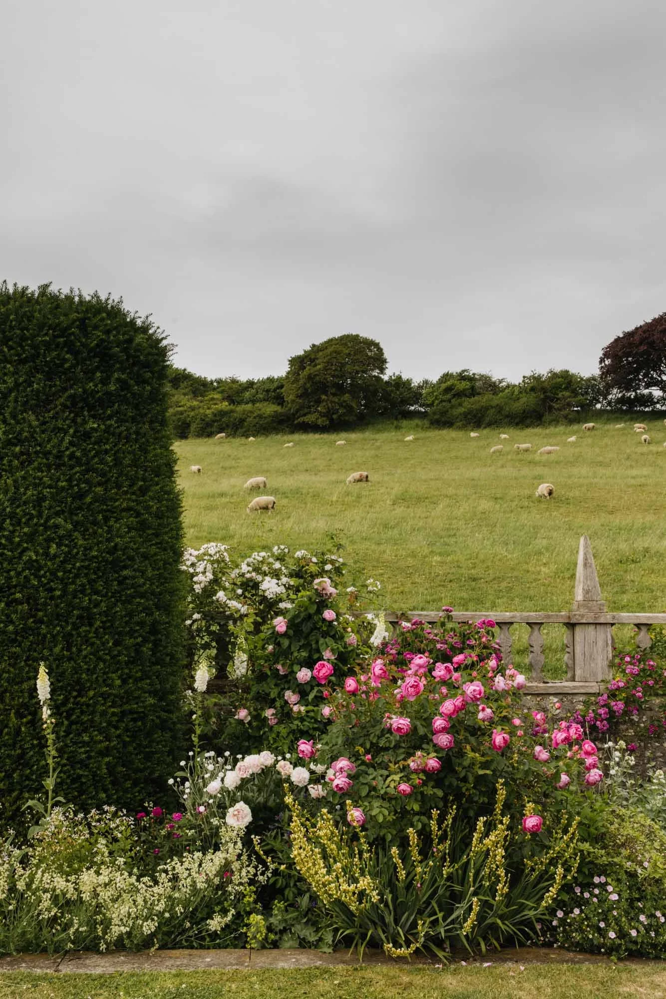 View of a garden with blooming pink and white roses, a wooden fence, and a lush green field with grazing sheep under a cloudy sky. Dorset Walled Garden in Somerset