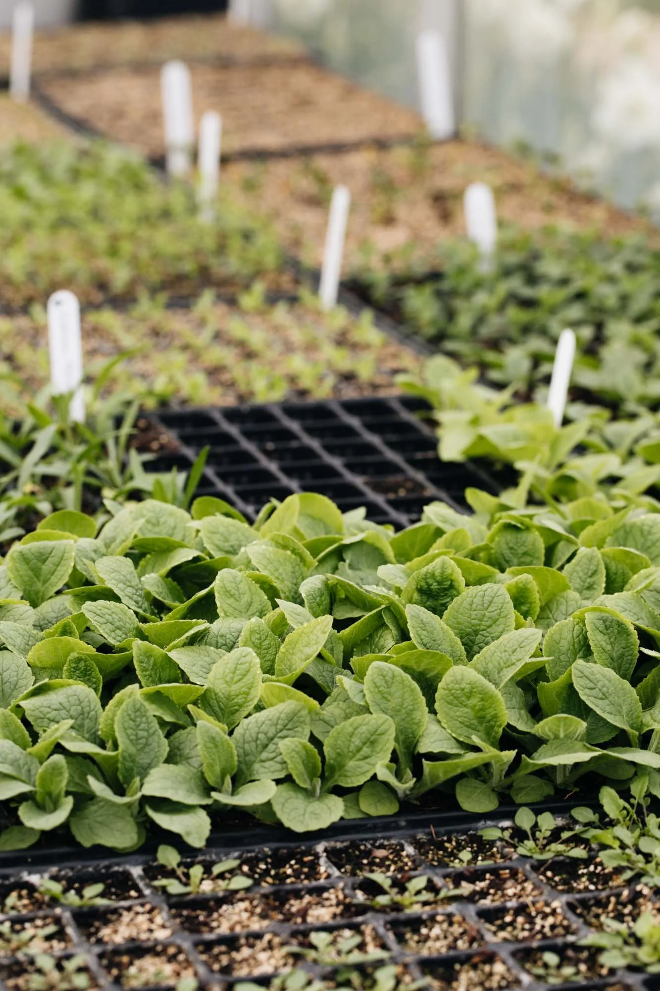 Green and Gorgeous growing green seedlings in trays inside a greenhouse with white plant labels.